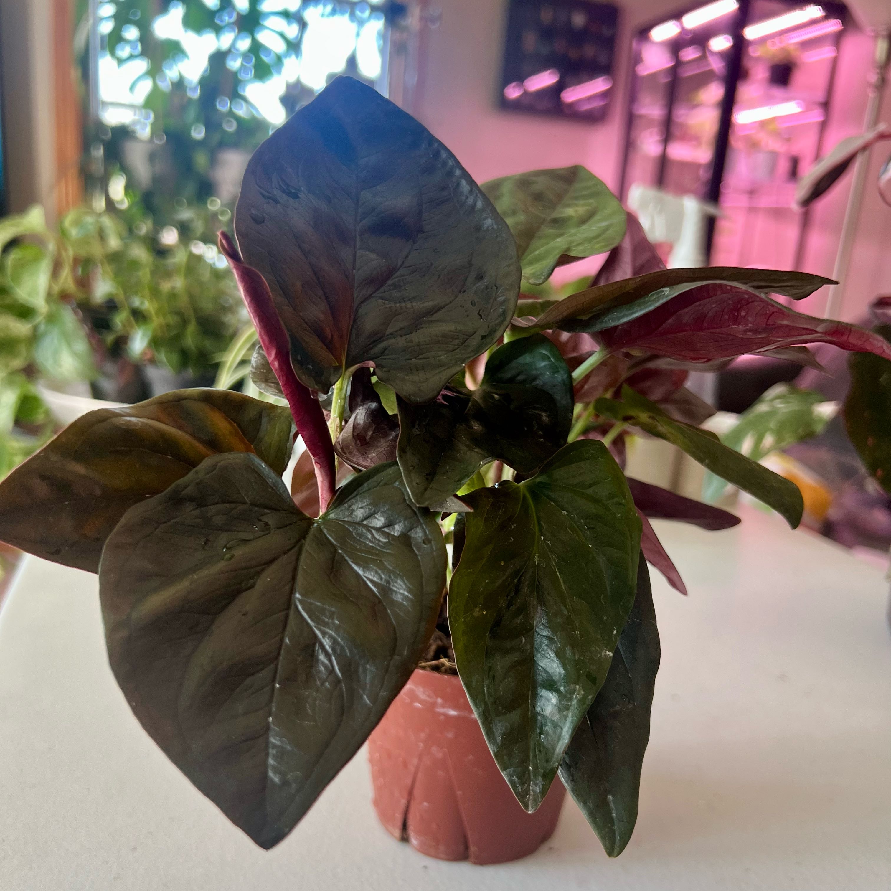 Photo of the plant species syngonium llano carti by @ashtreeforest named Syngonium llano carti road on Greg, the plant care app