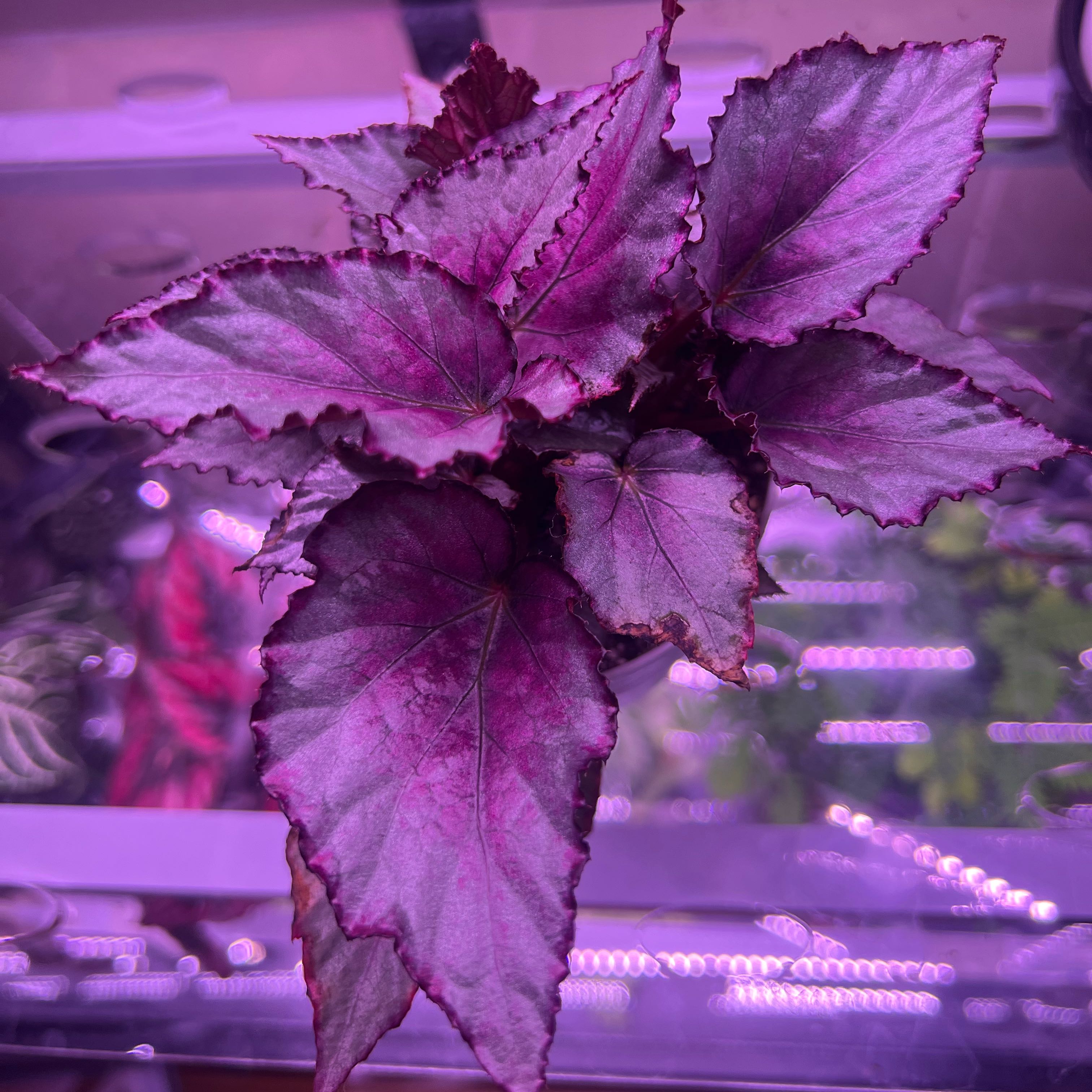 Photo of the plant species Rex Begonia Satin Jazz by @ashtreeforest named Begonia Rex satin jazz on Greg, the plant care app
