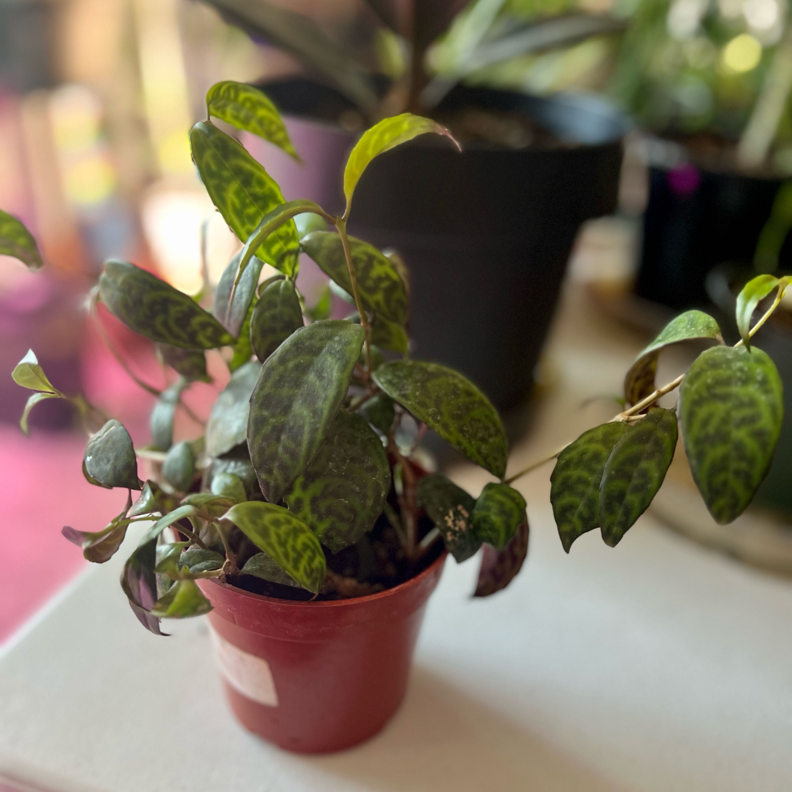 Photo of the plant species Lipstick black by @ashtreeforest named Lipstick black pagoda on Greg, the plant care app