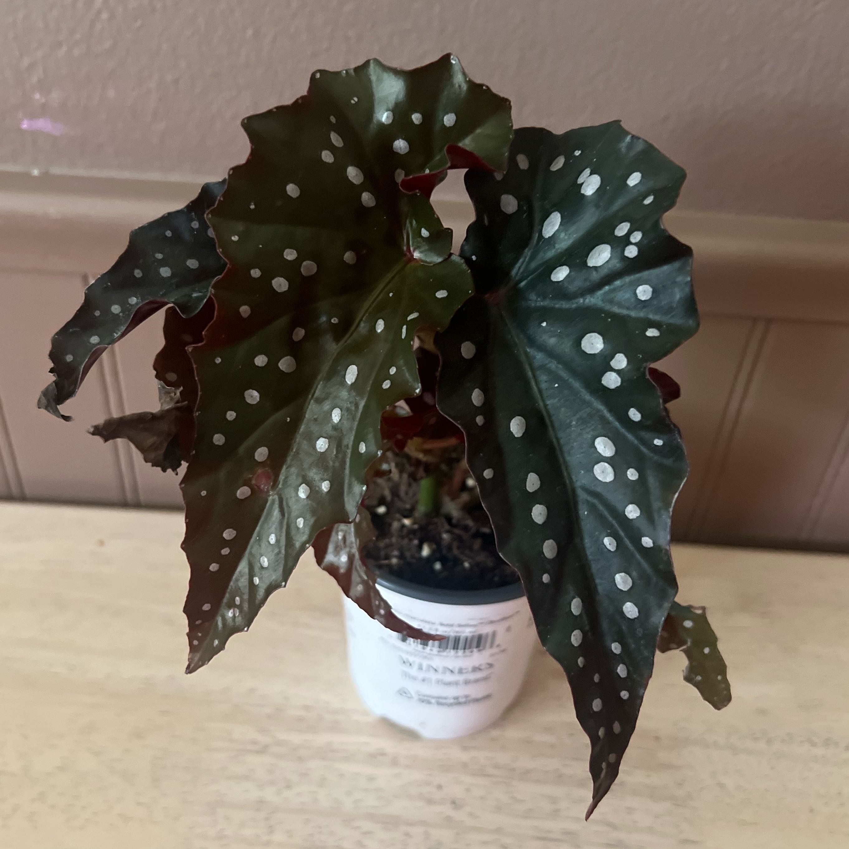 Photo of the plant species Variegated Begonia maculata by @ashtreeforest named Begonia maculata obsidian on Greg, the plant care app