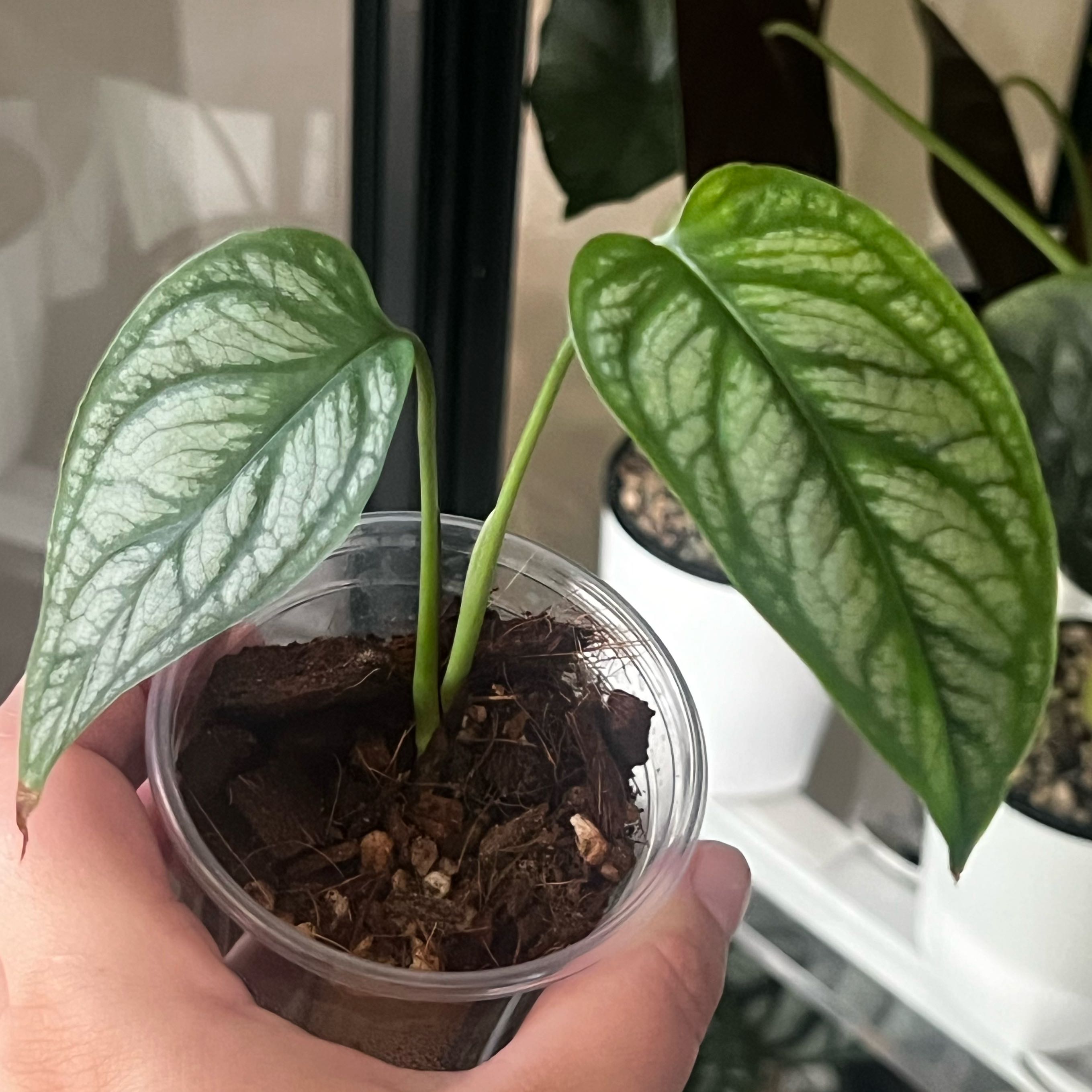 Photo of the plant species Monstera 'El salvador' by @ashtreeforest named Monstera siltepecana El Salvador on Greg, the plant care app