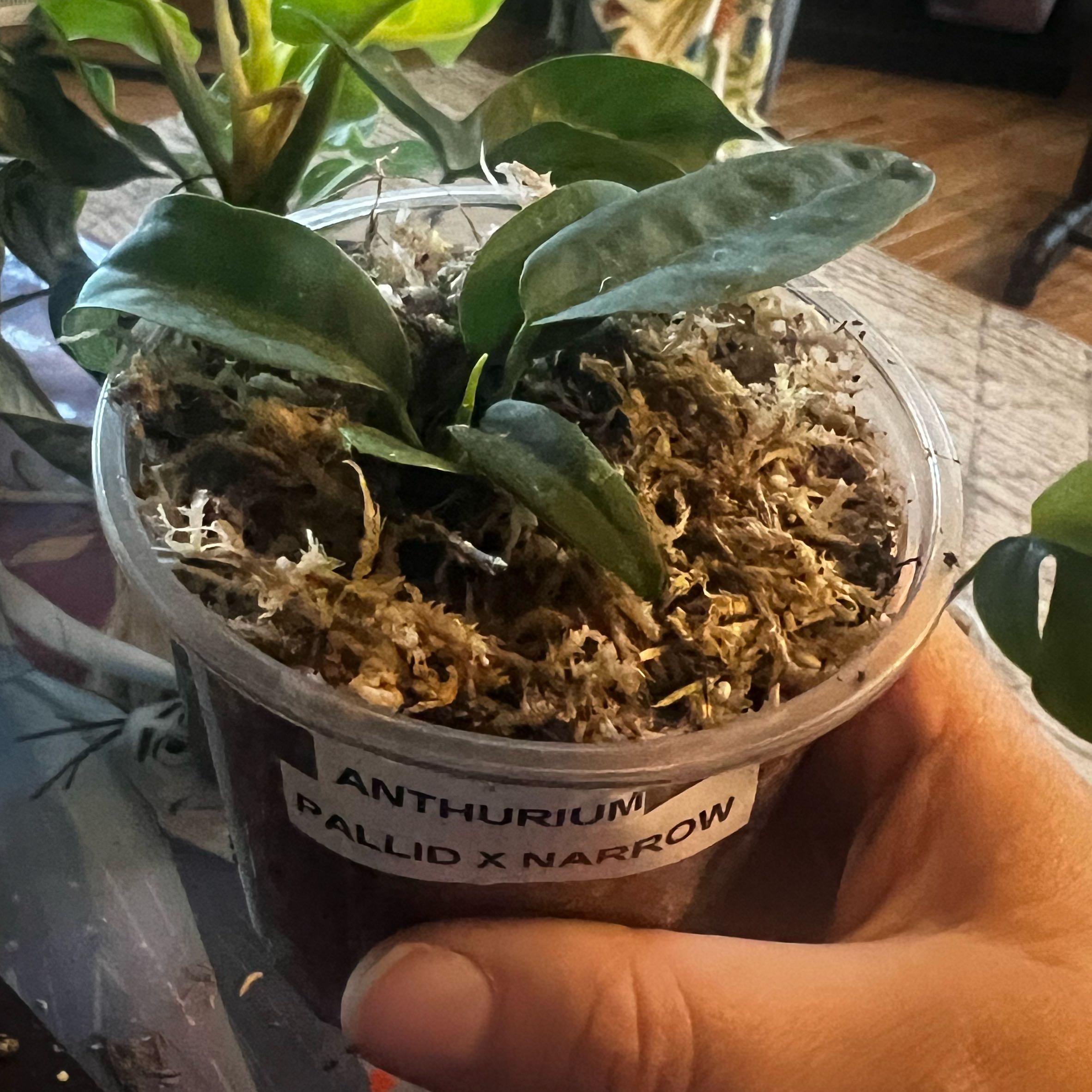 Photo of the plant species Anthurium pallidifibrum by @ashtreeforest named Anthurium pallid X narrow on Greg, the plant care app