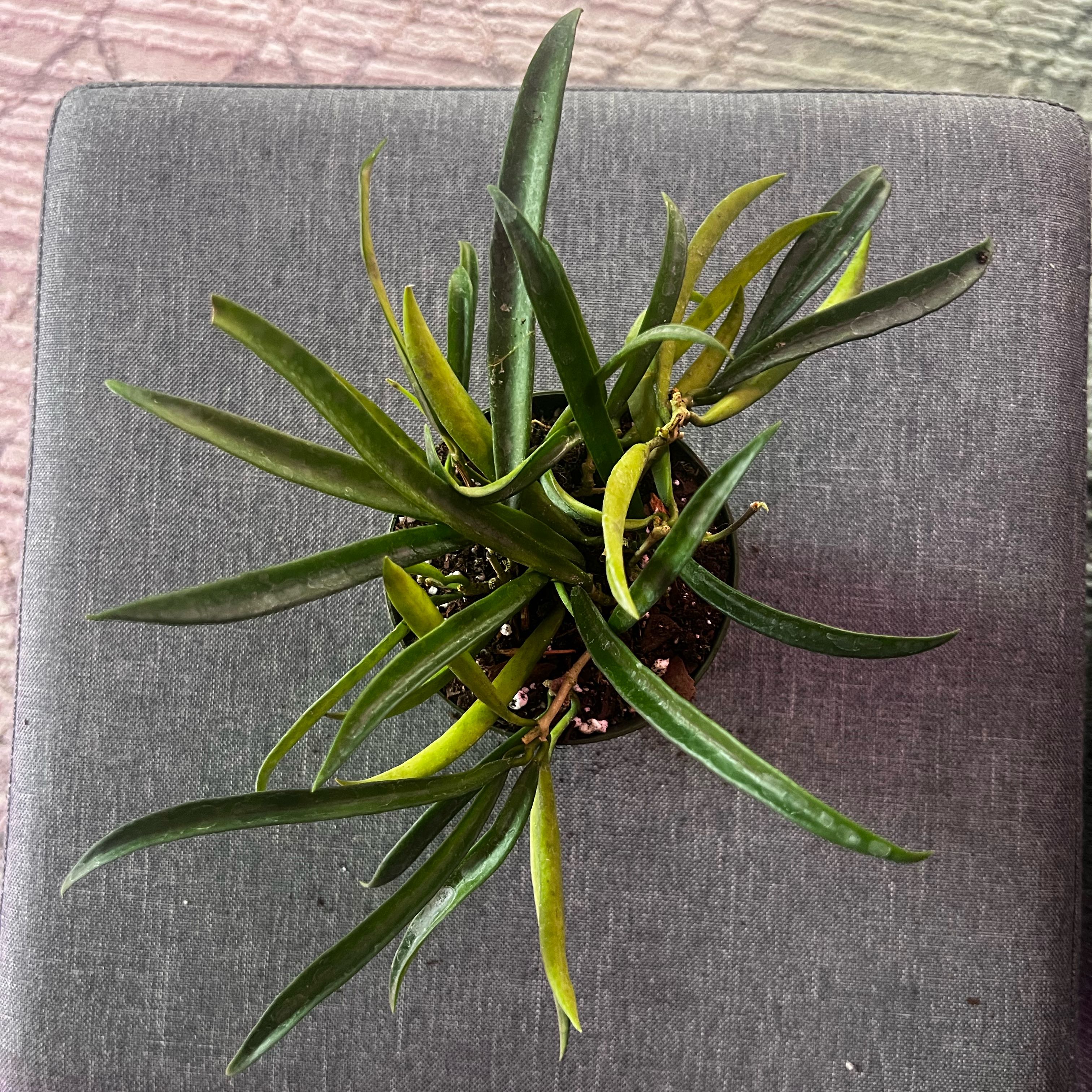Photo of the plant species Bulbophyllum shepherdii by @ashtreeforest named Hoya shepherdii on Greg, the plant care app