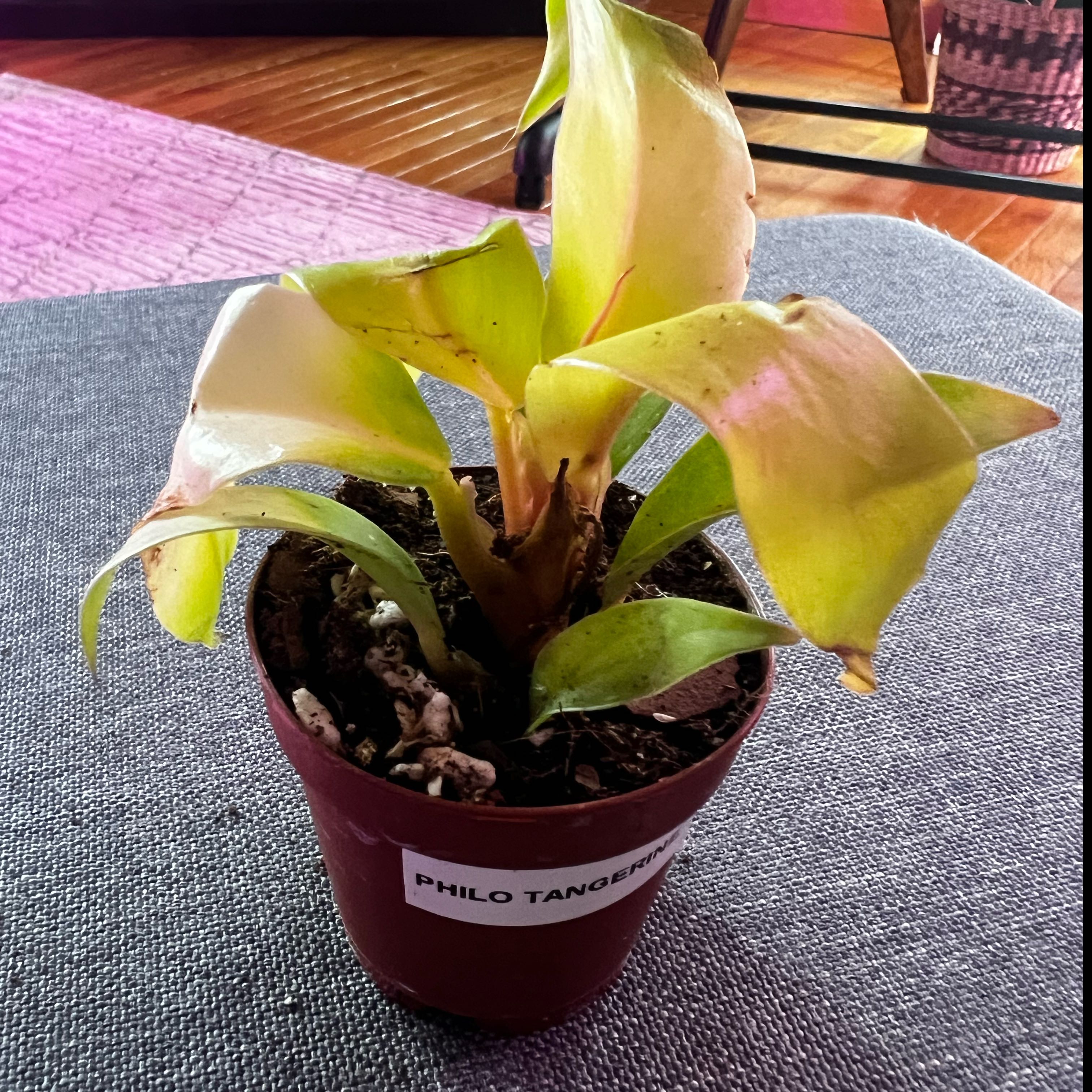 Photo of the plant species Philodendron tangerine by @ashtreeforest named Philodendron tangerine on Greg, the plant care app