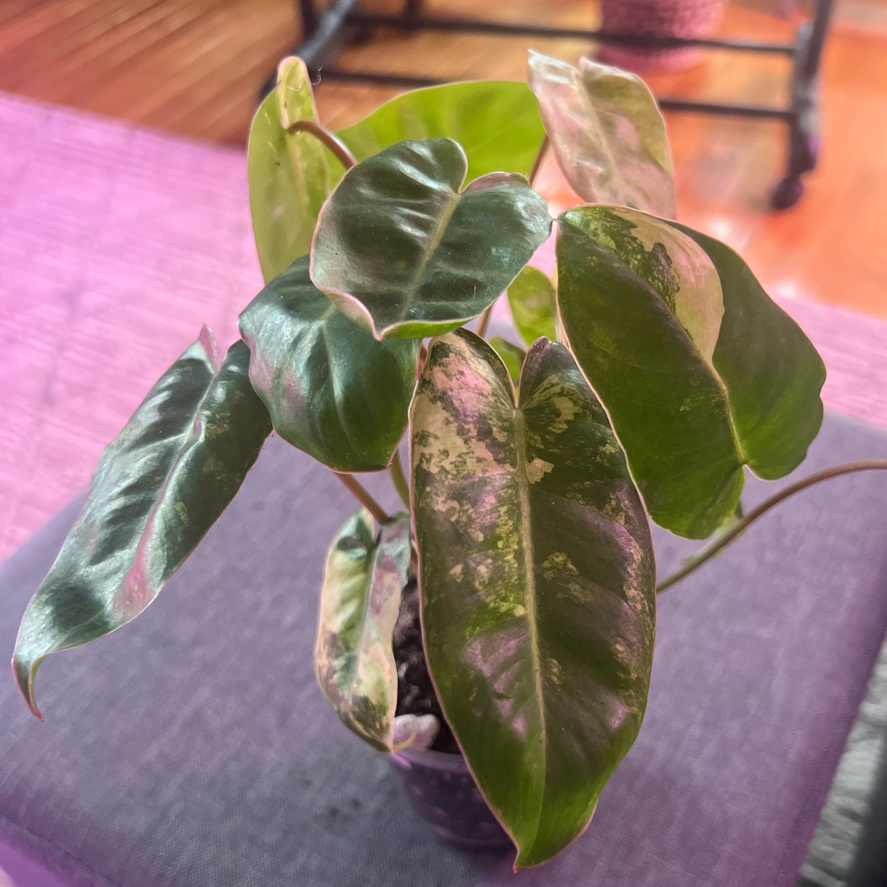 Photo of the plant species Varigated Burle Marx by @ashtreeforest named Philodendron burle marx variegated on Greg, the plant care app