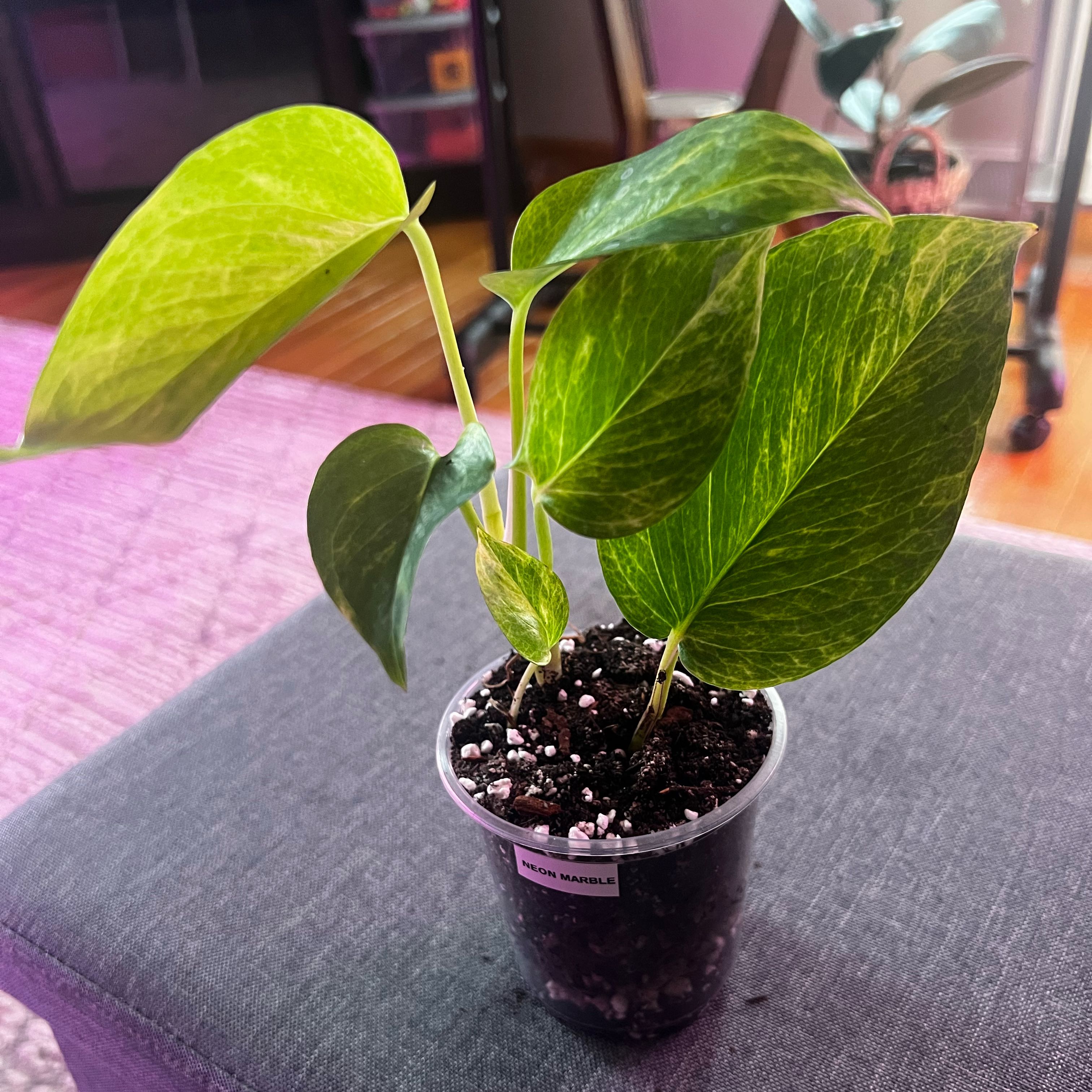 Photo of the plant species Neon Marble Pothos by @ashtreeforest named Pothos neon marble queen on Greg, the plant care app