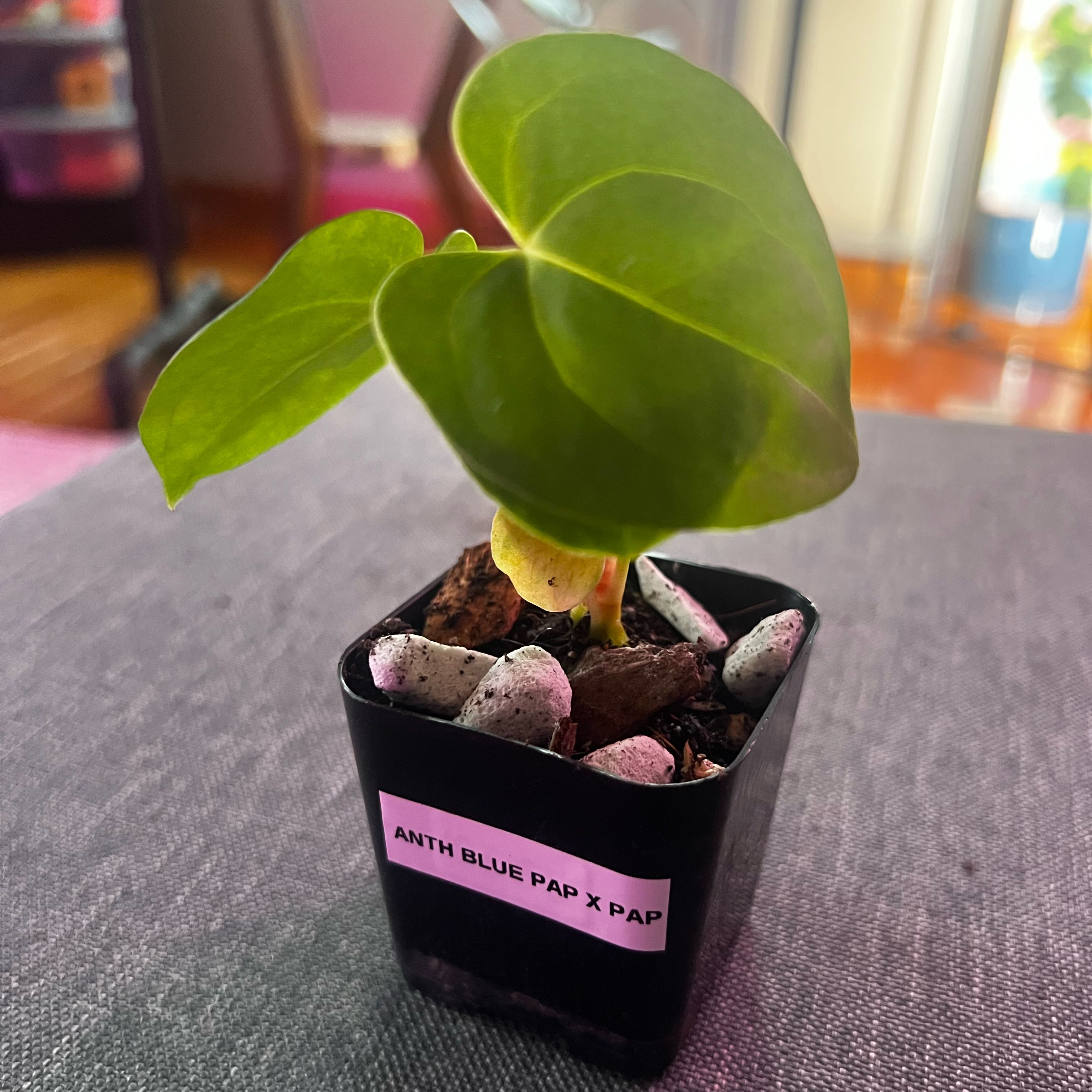 Photo of the plant species Anthurium papillaminum by @ashtreeforest named Anthurium blue pap X pap on Greg, the plant care app