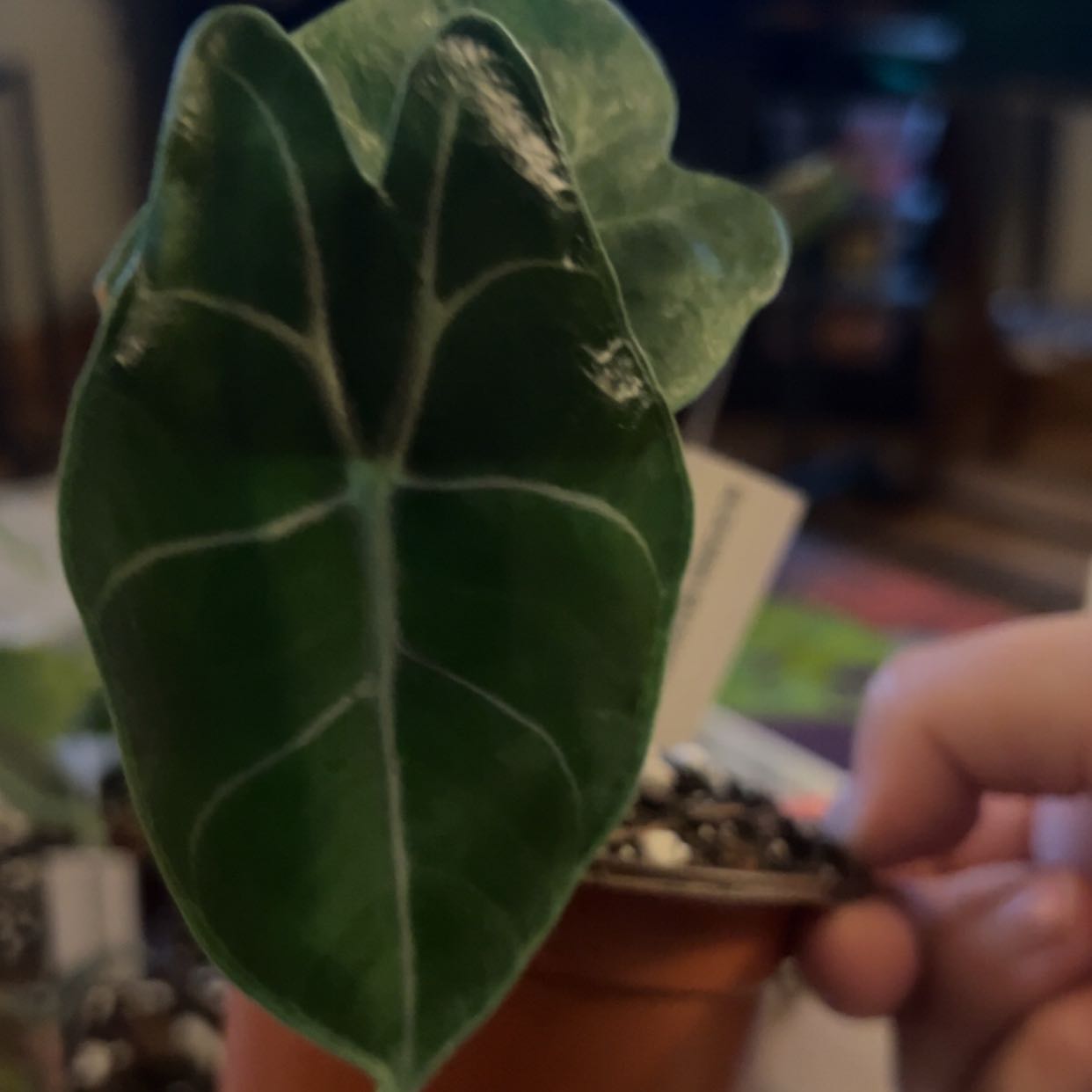 Photo of the plant species Alocasia Watsoniana Purple Vein by @ashtreeforest named Alocasia watsoniana purple vein on Greg, the plant care app