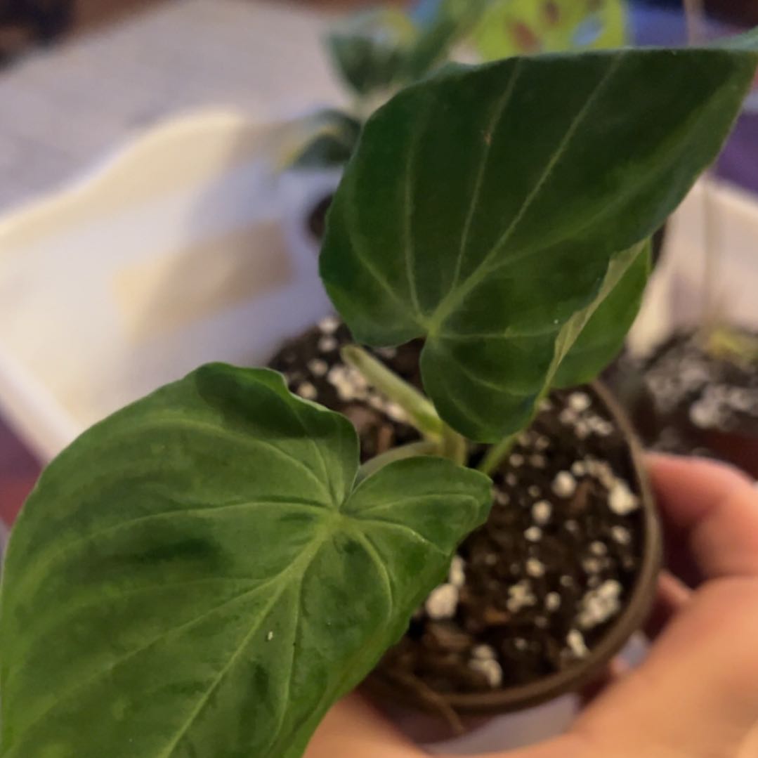 Photo of the plant species Philodendron verrucosum 'Tambillo' by @ashtreeforest named Philodendron verrucosum on Greg, the plant care app