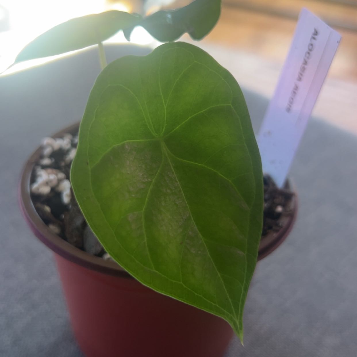 Photo of the plant species Alocasia Aegis by @ashtreeforest named Alocasia aegis on Greg, the plant care app