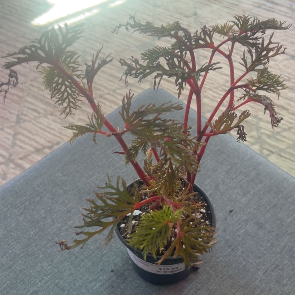 Photo of the plant species Begonia bipinnatifida by @ashtreeforest named Begonia bipinnatifidum on Greg, the plant care app