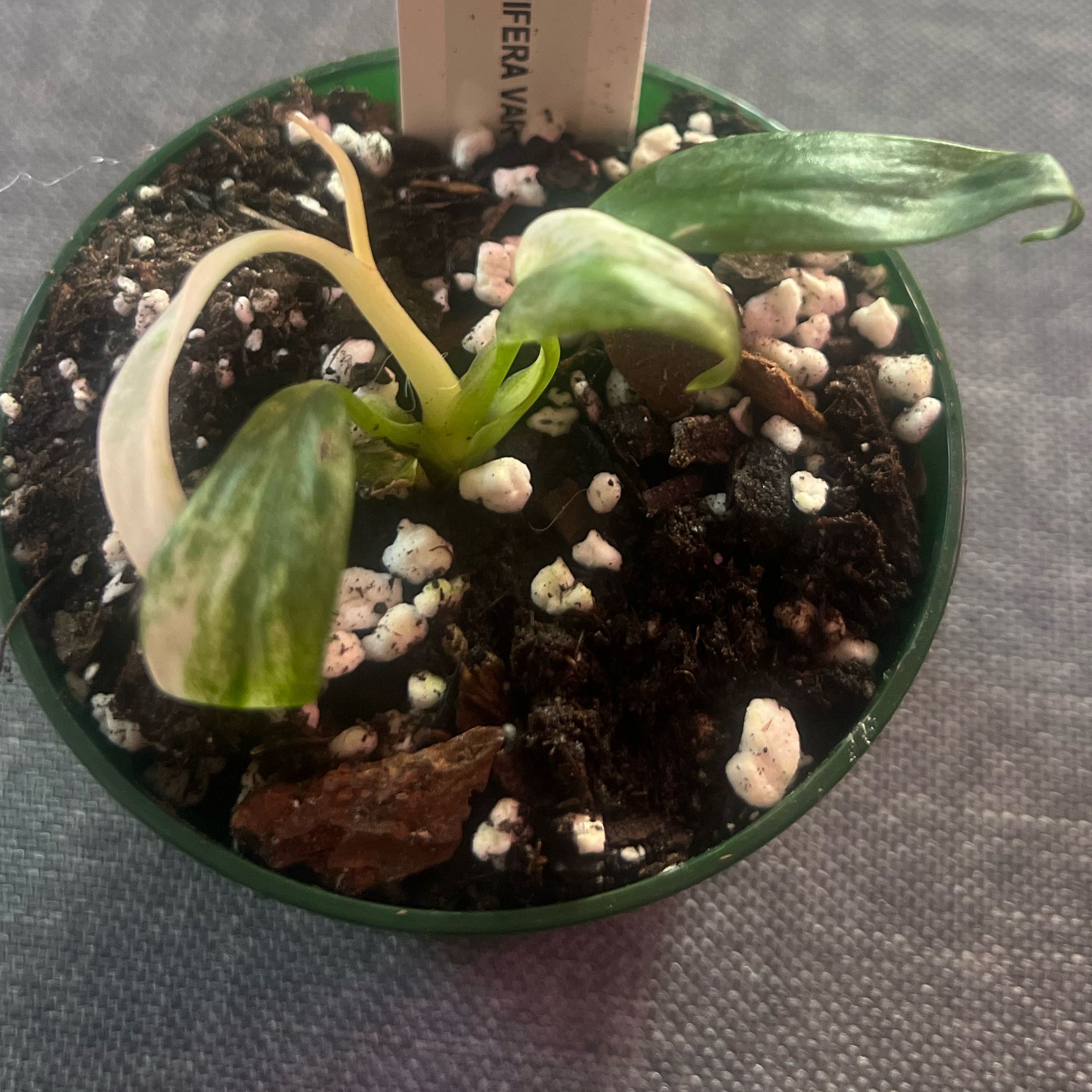 Photo of the plant species Rhaphidaphora foraminifera variegated by @ashtreeforest named Rhaphidaphora foraminifera variegated on Greg, the plant care app