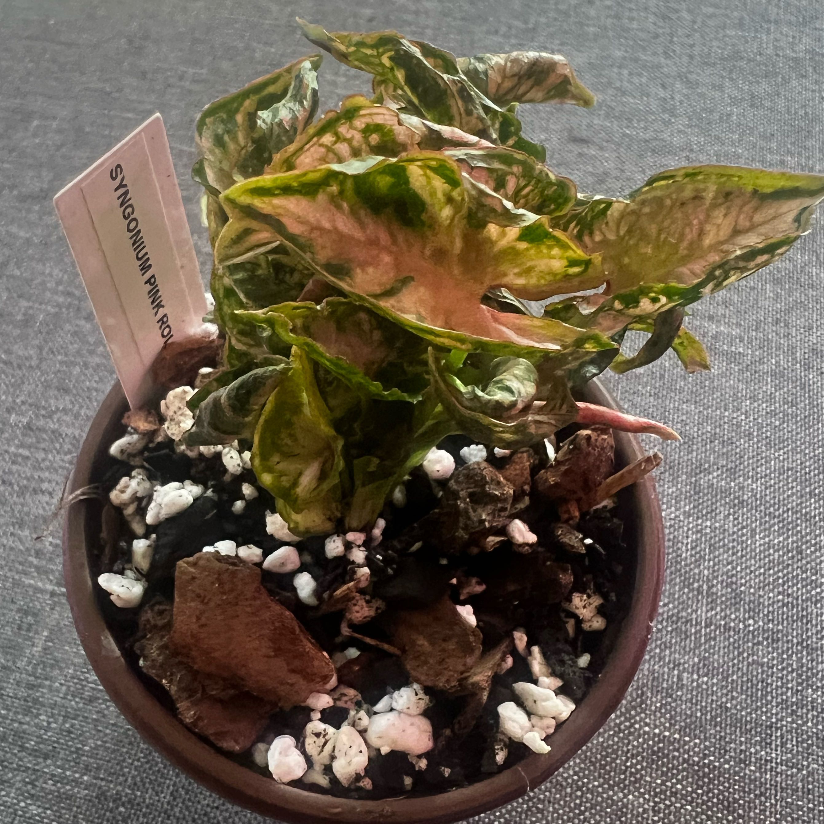 Photo of the plant species Syngonium Pink Rolli by @ashtreeforest named Syngonium pink rolli on Greg, the plant care app