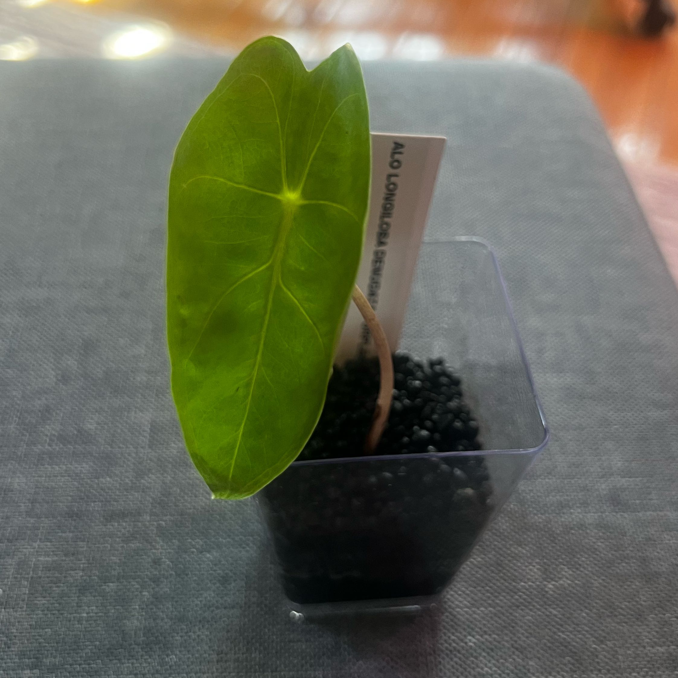 Photo of the plant species Alocasia longiloba purple by @ashtreeforest named Alocasia longiloba denudata purple on Greg, the plant care app