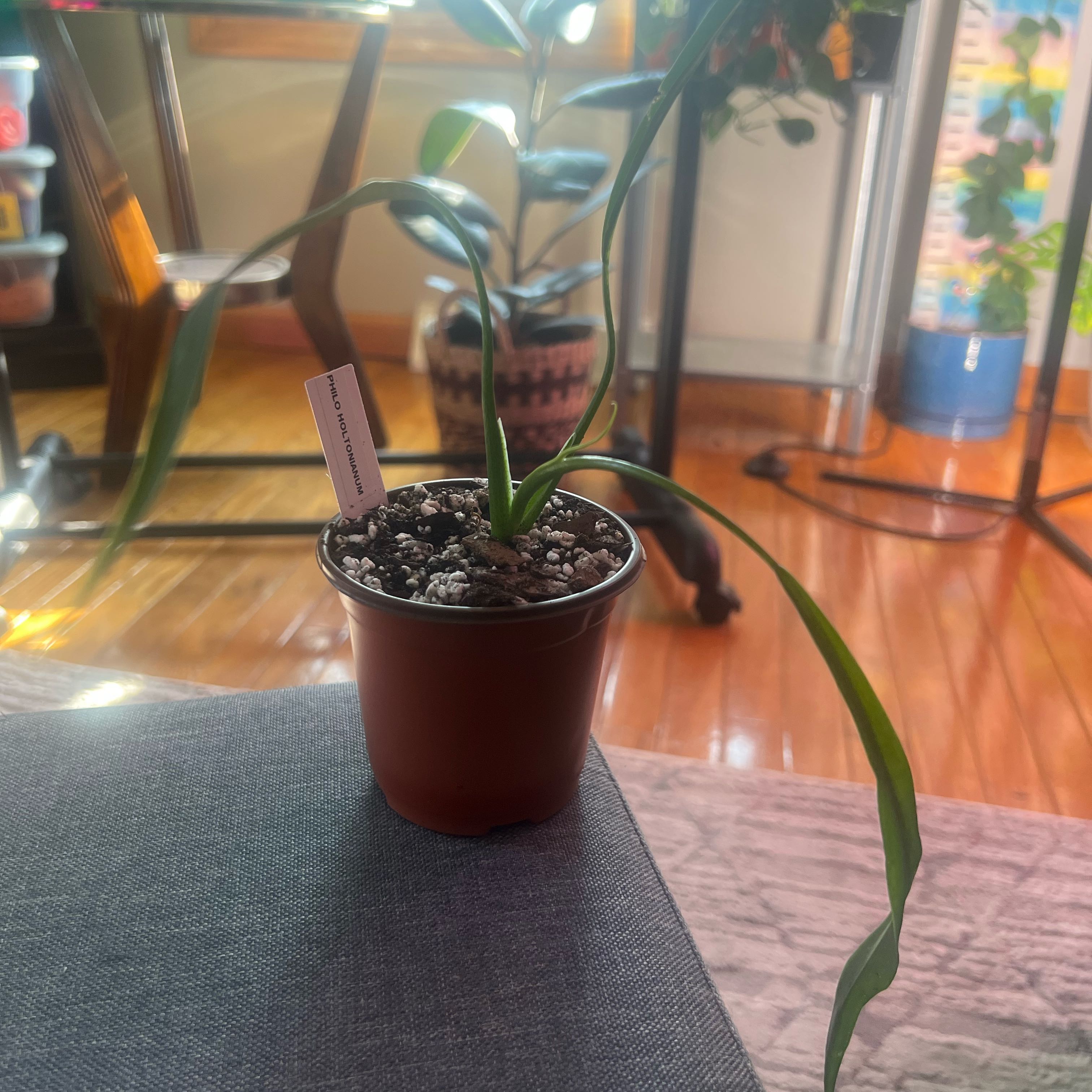 Photo of the plant species Philodendron holtonianum by @ashtreeforest named Philodendron holtonianum on Greg, the plant care app