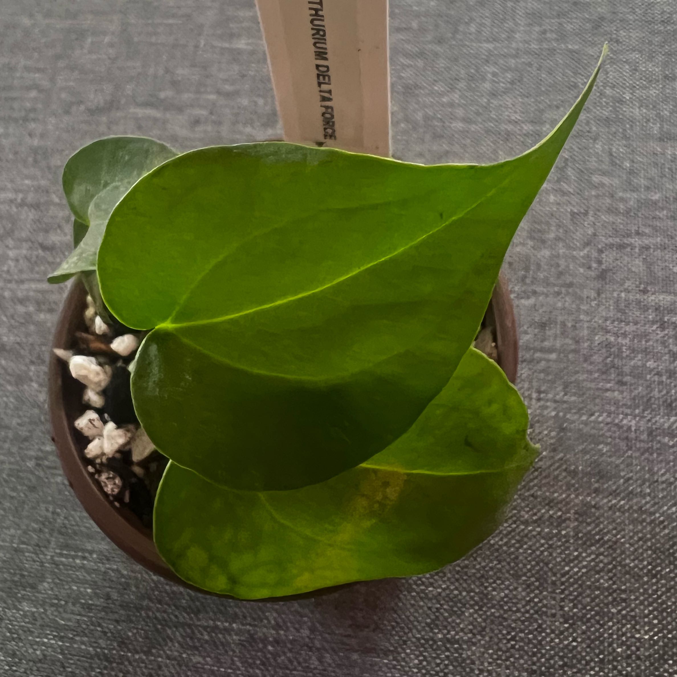 Photo of the plant species Delta Force Anthurium by @ashtreeforest named Anthurium delta force on Greg, the plant care app
