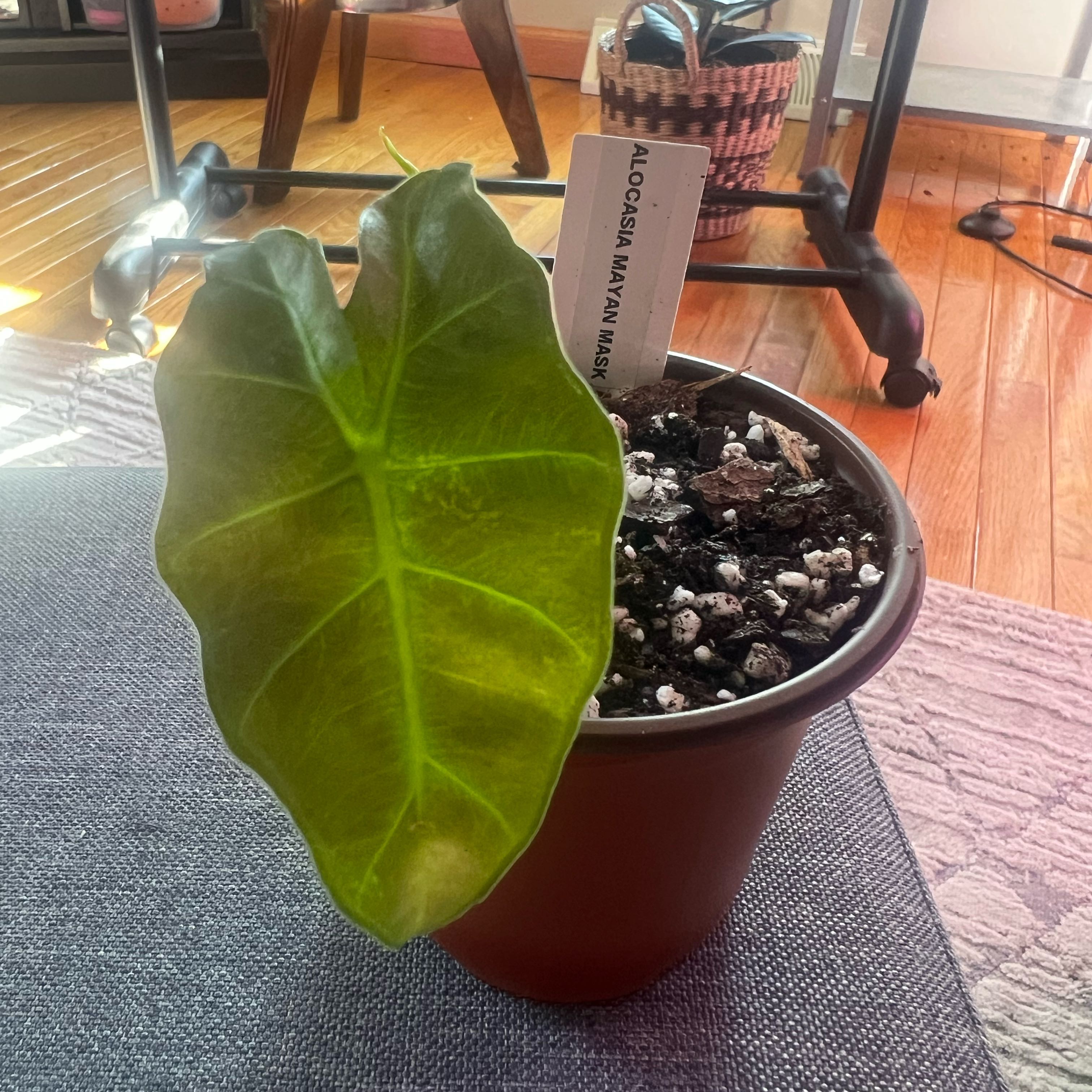 Photo of the plant species Elephant Ear 'Mayan Mask' by @ashtreeforest named Alocasia Mayan mask on Greg, the plant care app