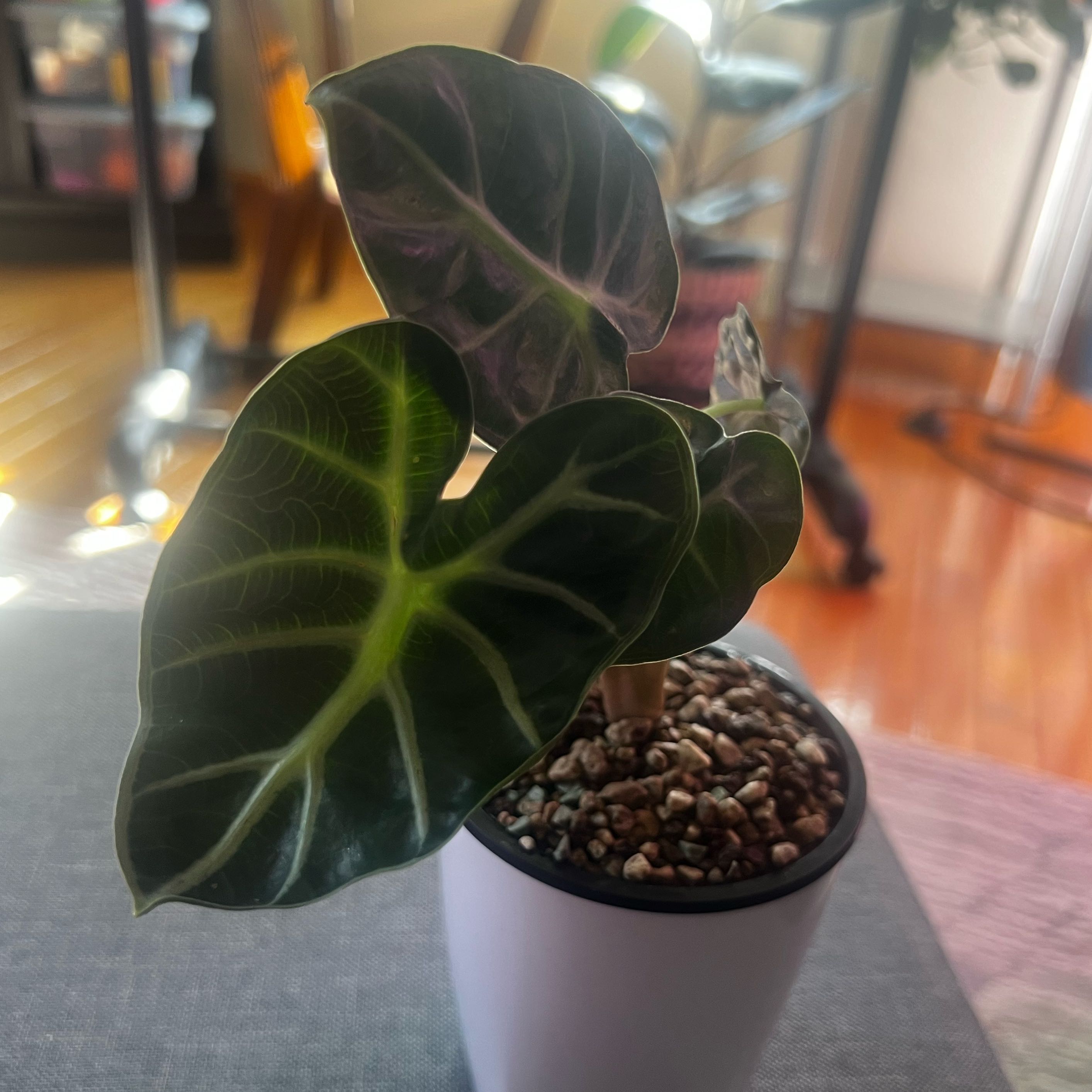 Photo of the plant species Balloon Heart by @ashtreeforest named Alocasia balloon heart on Greg, the plant care app