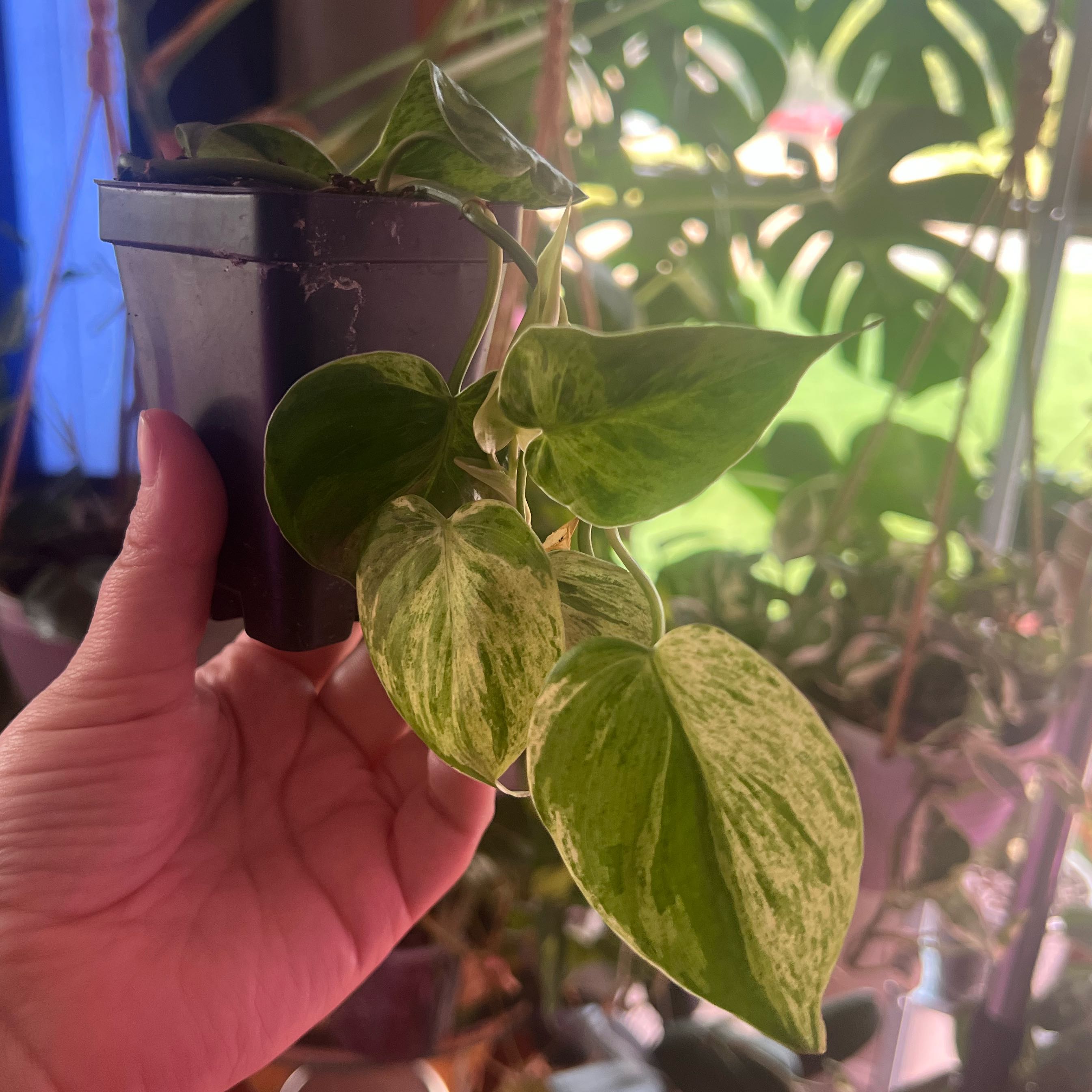 Photo of the plant species Heartleaf philodendron varigated by @ashtreeforest named Philodendron heartleaf variegated on Greg, the plant care app