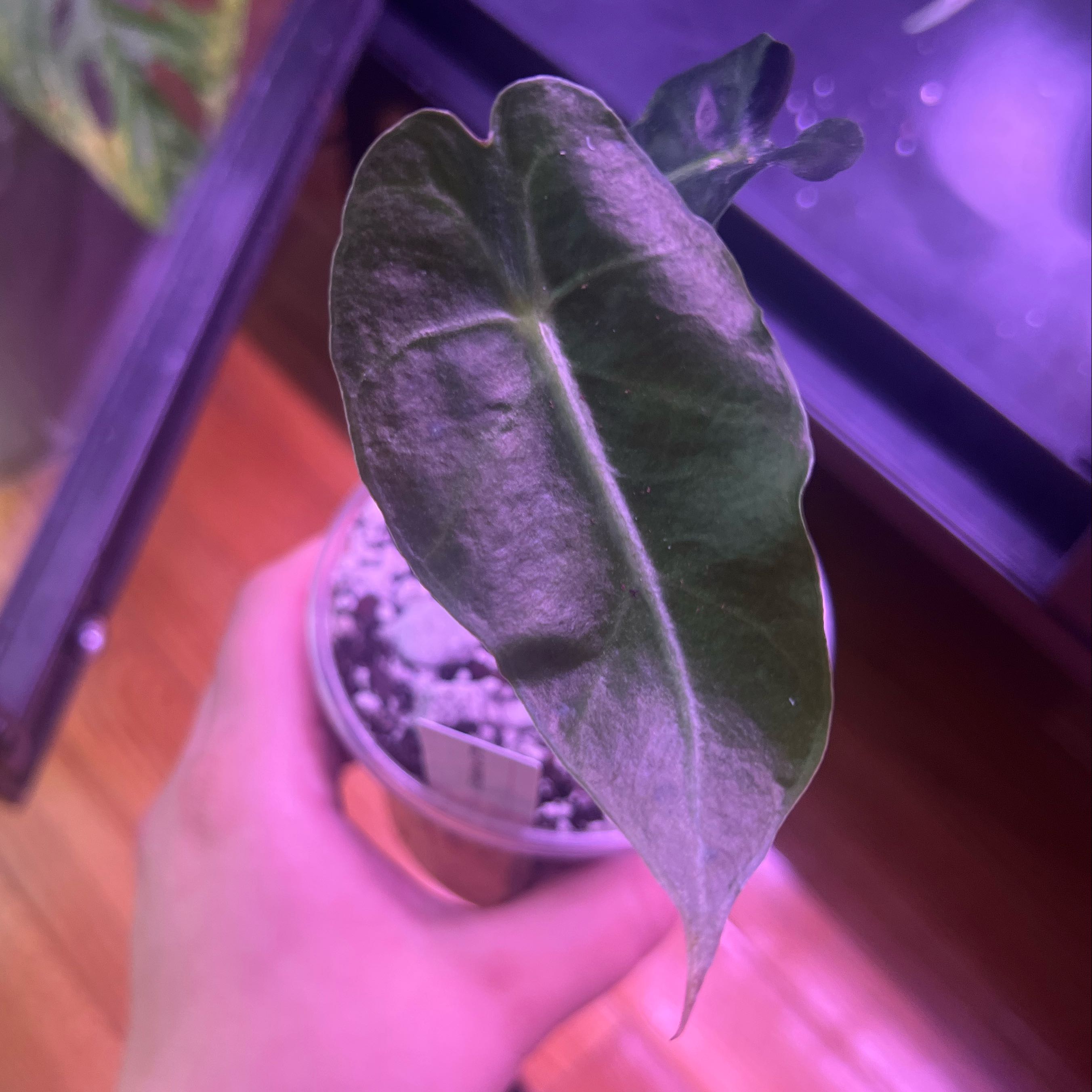 Photo of the plant species Alocasia Purpley by @ashtreeforest named Alocasia purpley on Greg, the plant care app