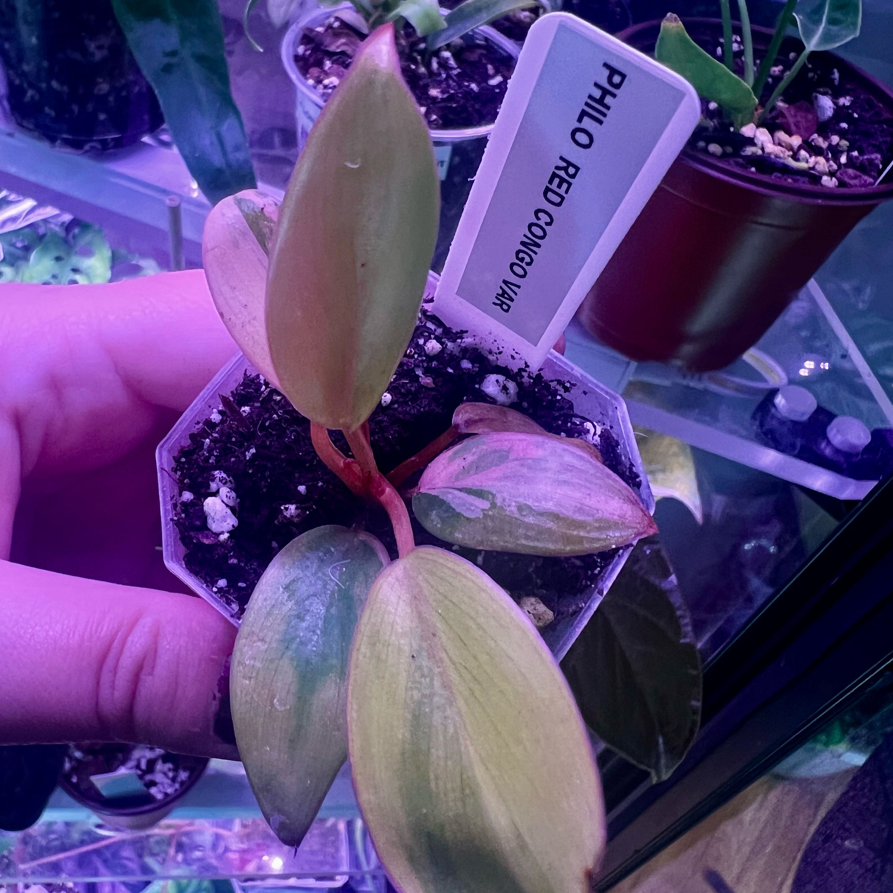 Photo of the plant species Red Congo Variegated by @ashtreeforest named Philodendron red Congo variegated on Greg, the plant care app