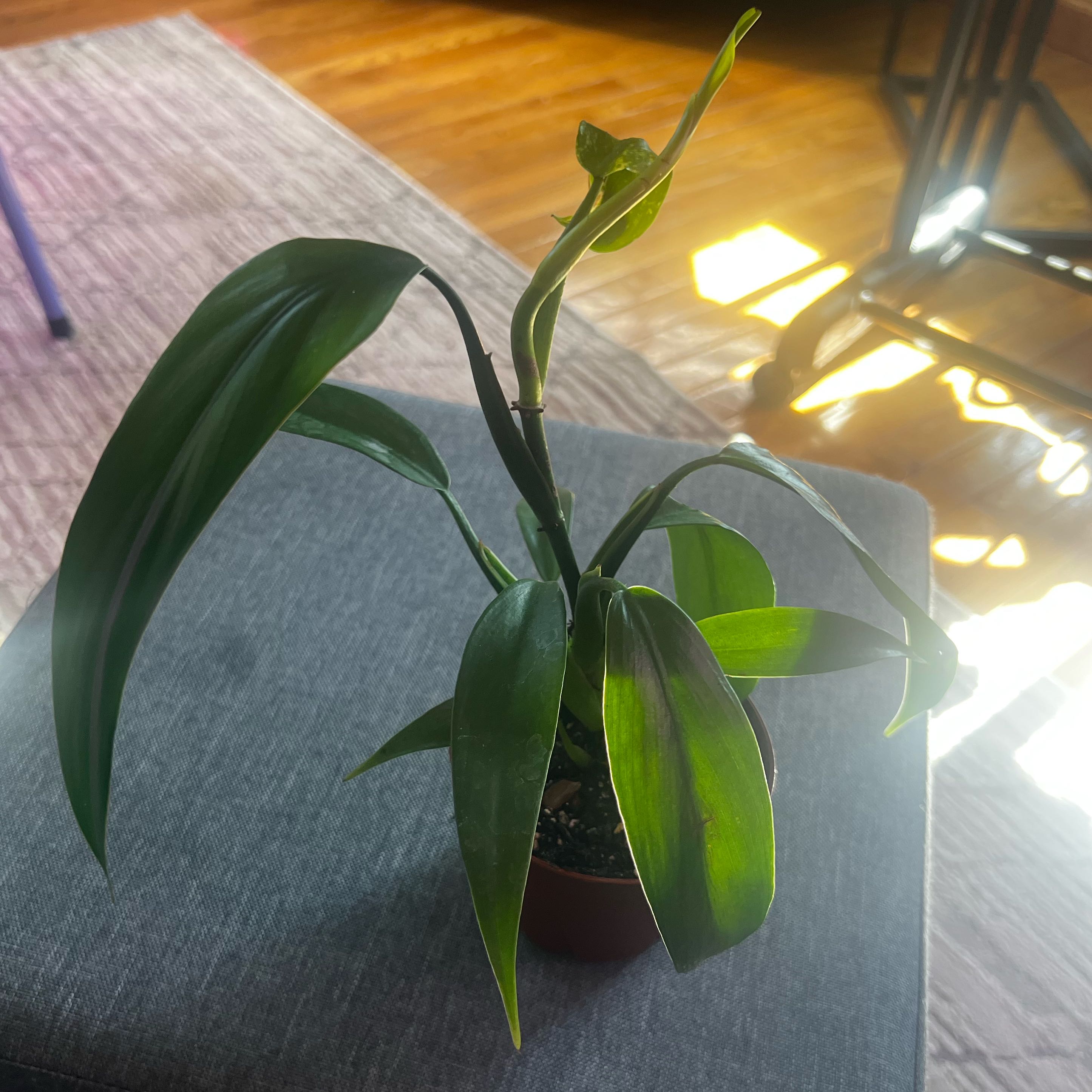 Photo of the plant species Philodendron 'Panda' by @ashtreeforest named Philodendron panda on Greg, the plant care app
