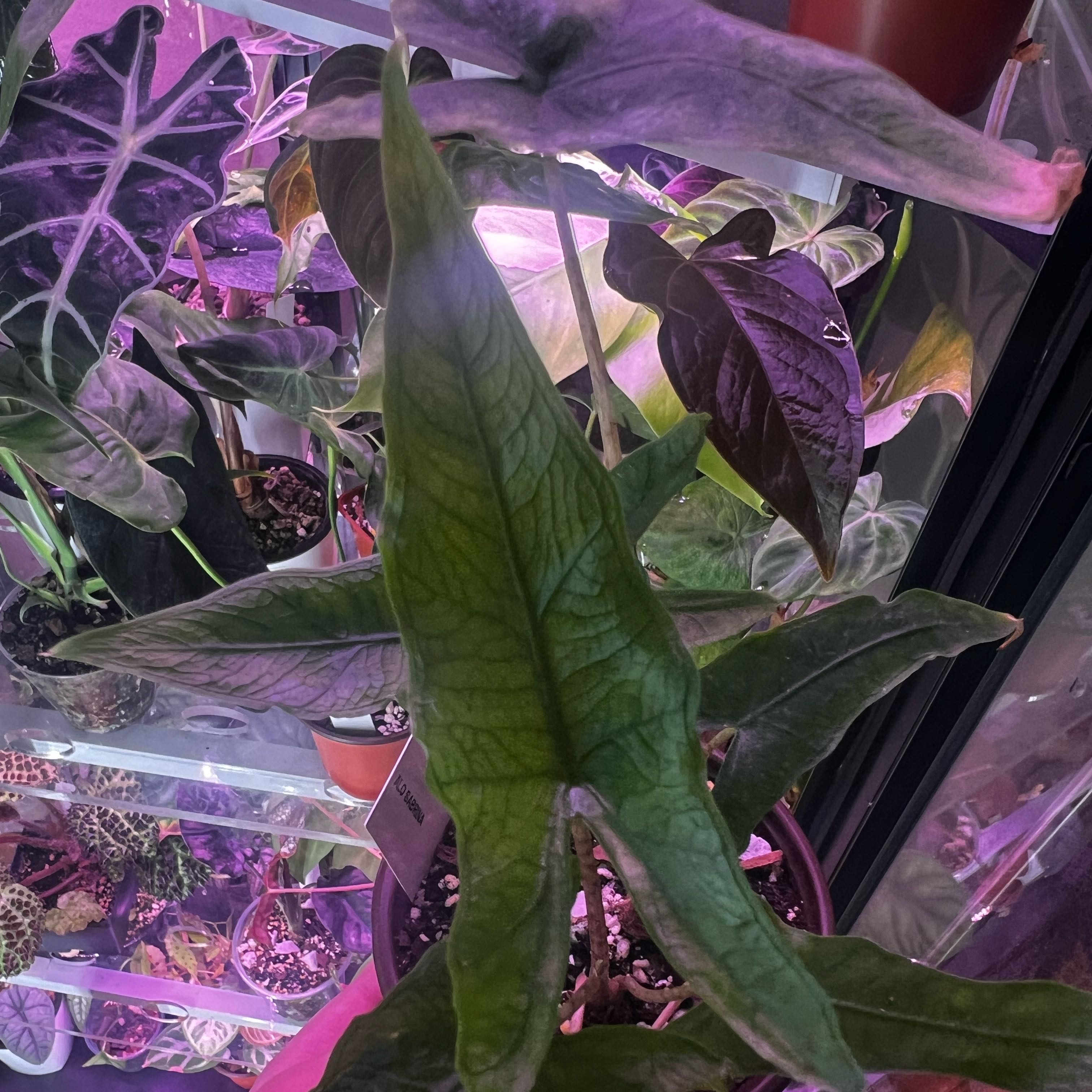Photo of the plant species Alocasia sabrina by @ashtreeforest named Alocasia sabrina on Greg, the plant care app