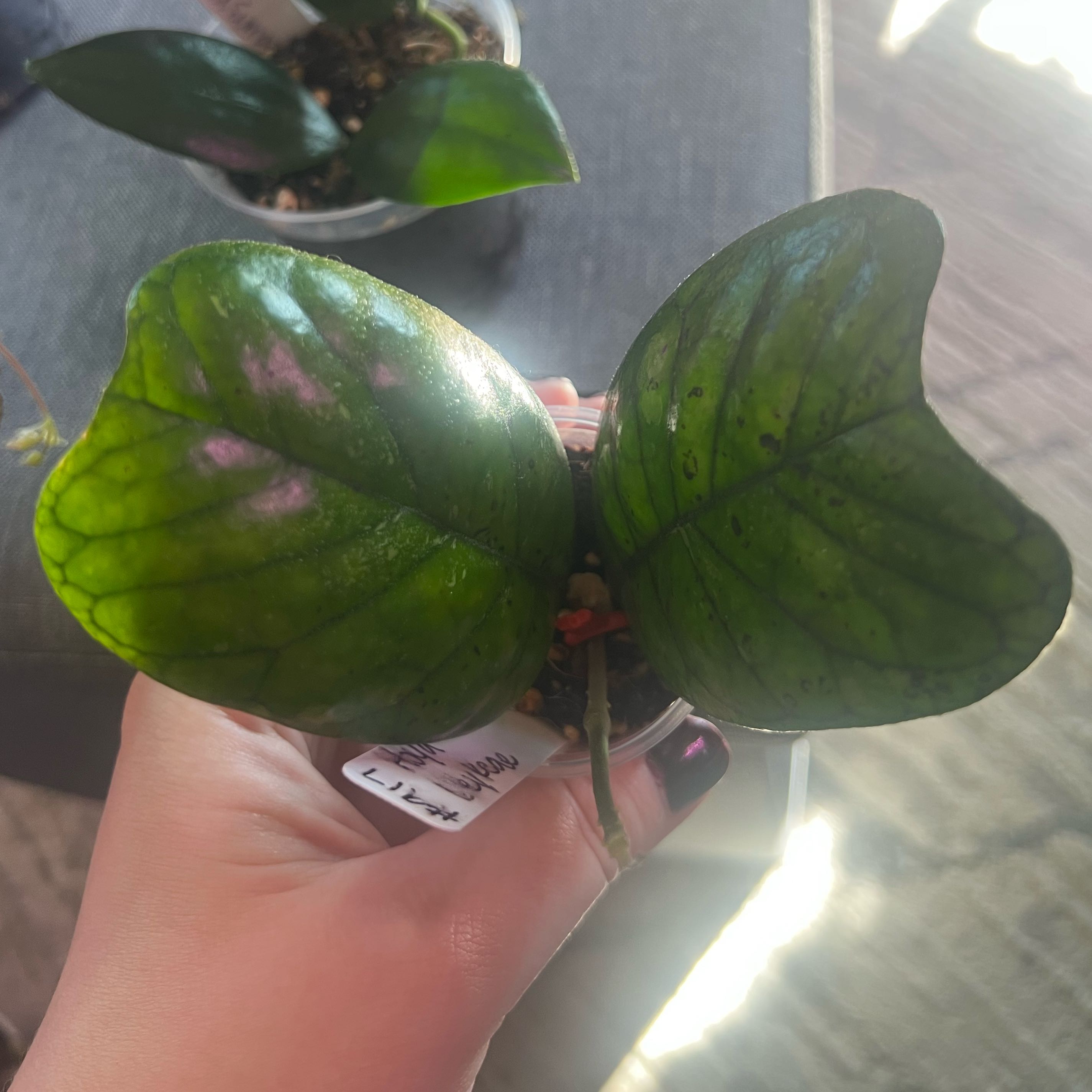 Photo of the plant species Hoya Deykeae by @ashtreeforest named Hoya deykeae on Greg, the plant care app