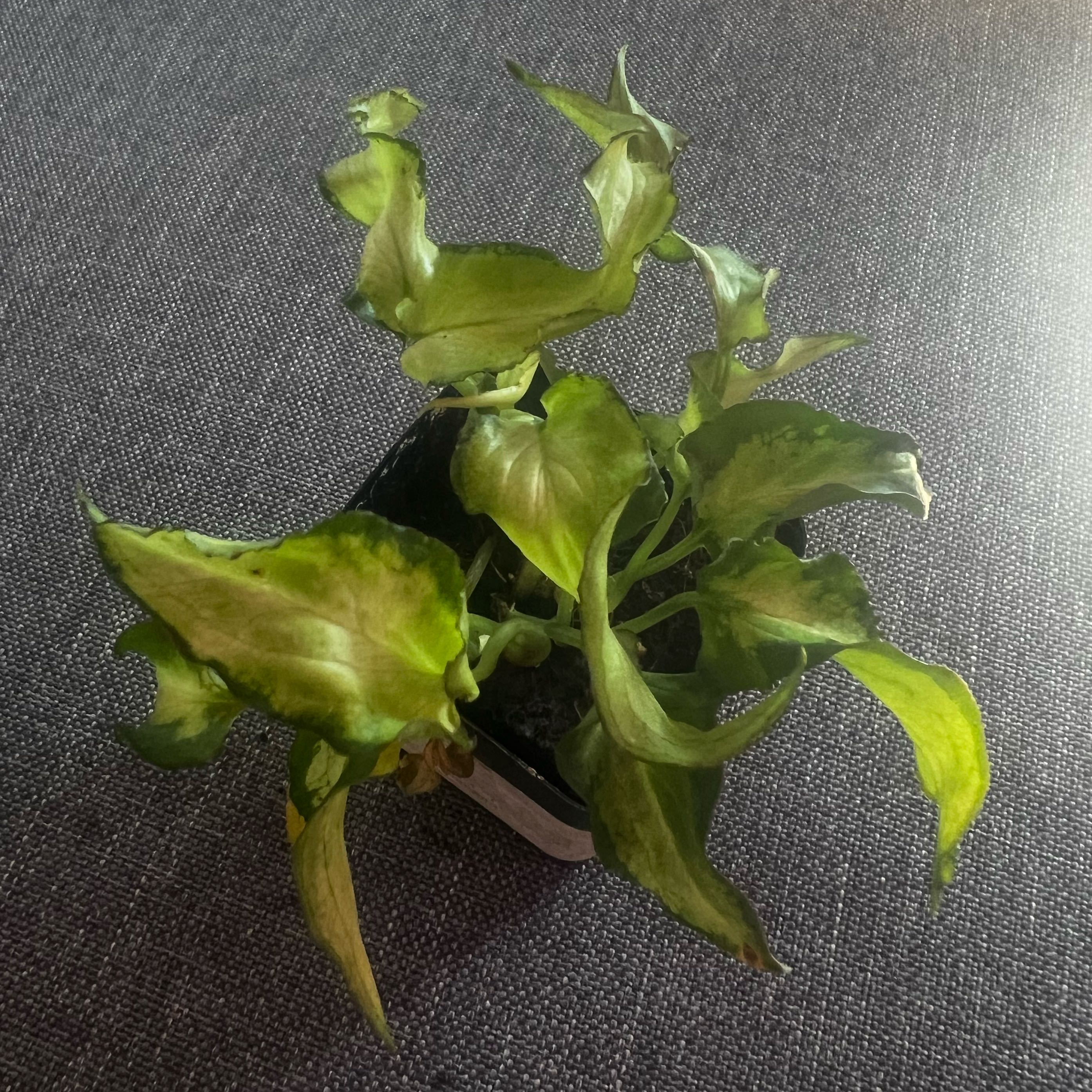 Photo of the plant species Syngonium Silver Fox by @ashtreeforest named Syngonium silver fox? on Greg, the plant care app