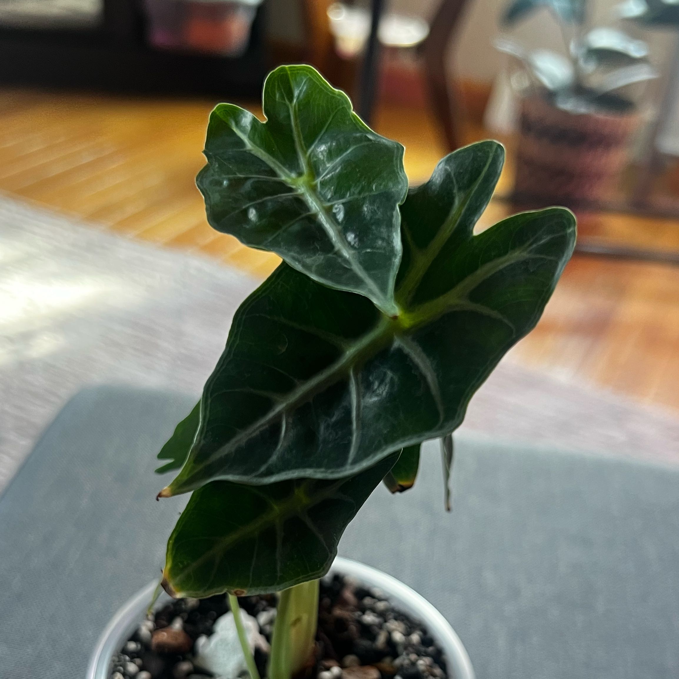 Photo of the plant species Alocasia 'Mandalay' by @ashtreeforest named Alocasia parasol on Greg, the plant care app