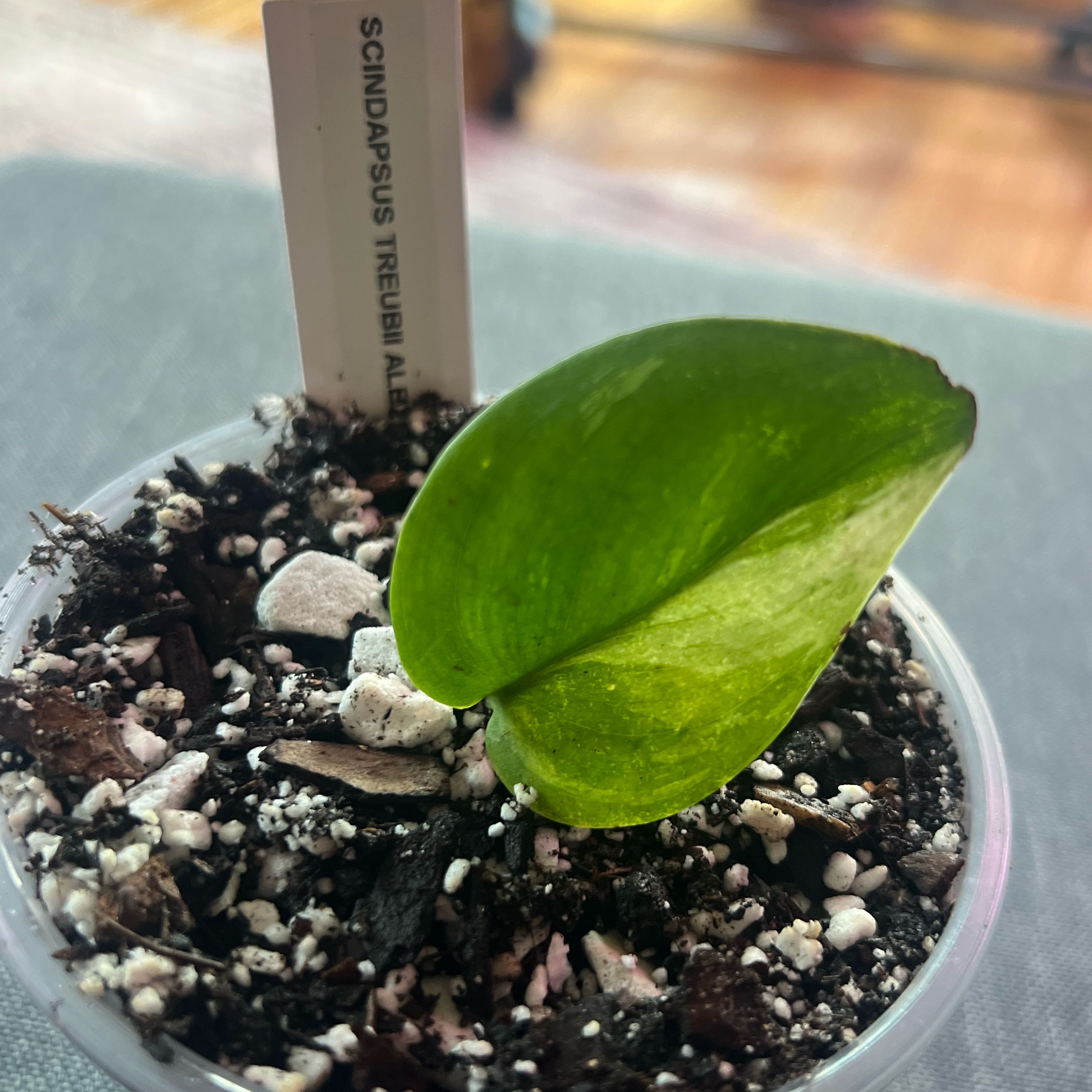 Photo of the plant species Scindapsus treubii 'Sumatra' by @ashtreeforest named Scindapsus treubii albo on Greg, the plant care app