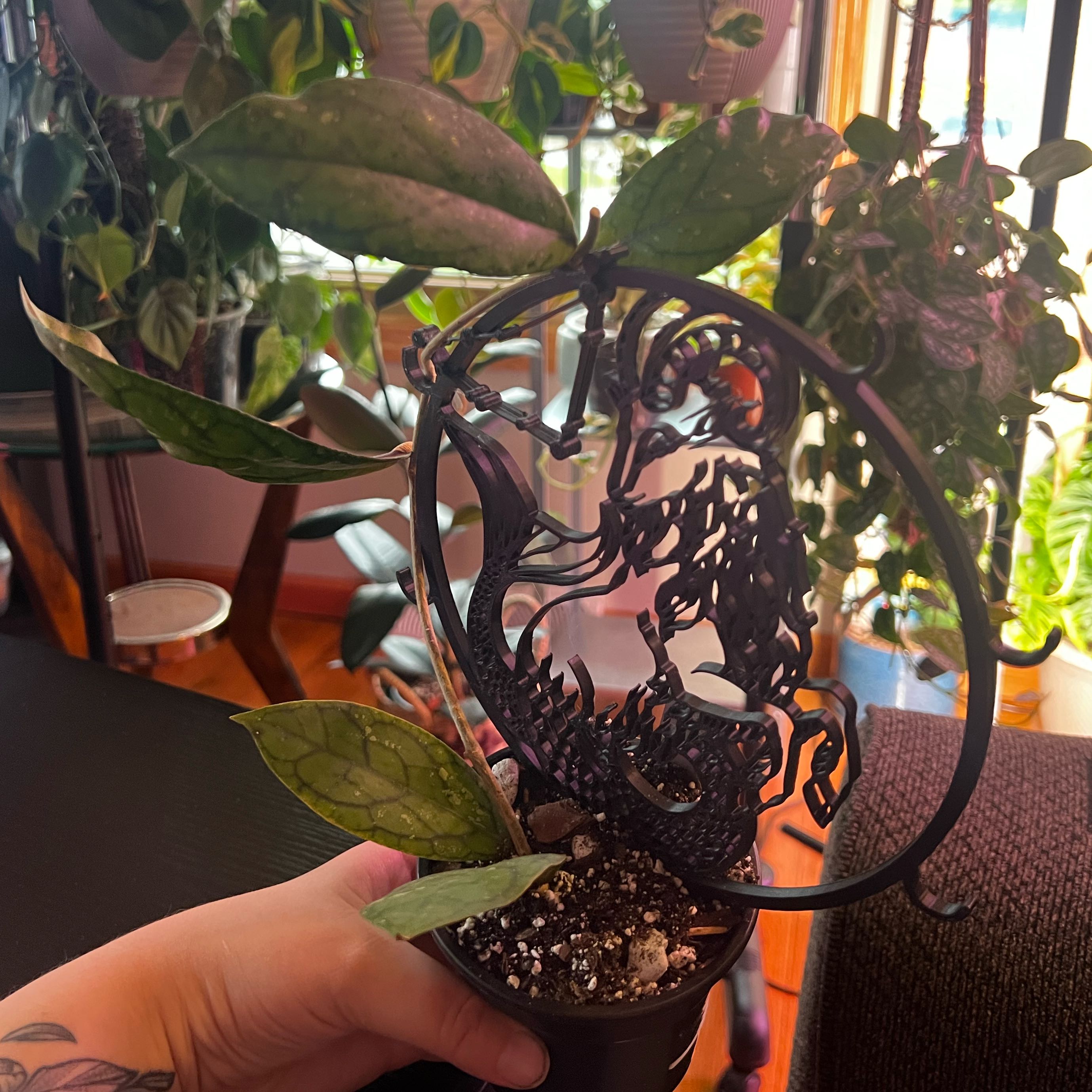Photo of the plant species Hoya Tanggamus by @ashtreeforest named Hoya tanggamus on Greg, the plant care app