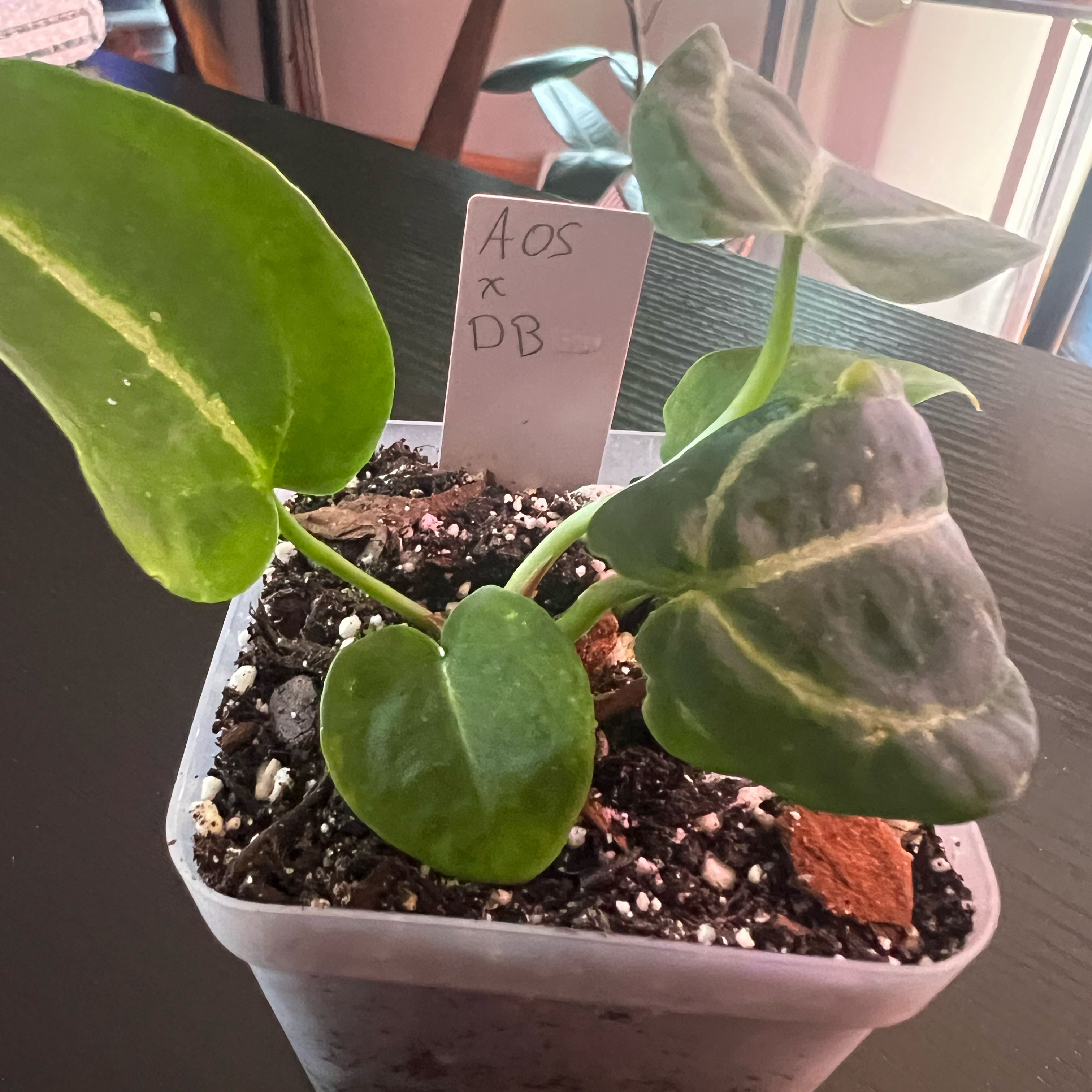 Photo of the plant species Anthurium ace of spades x doc block by @ashtreeforest named Anthurium AOS X DB on Greg, the plant care app