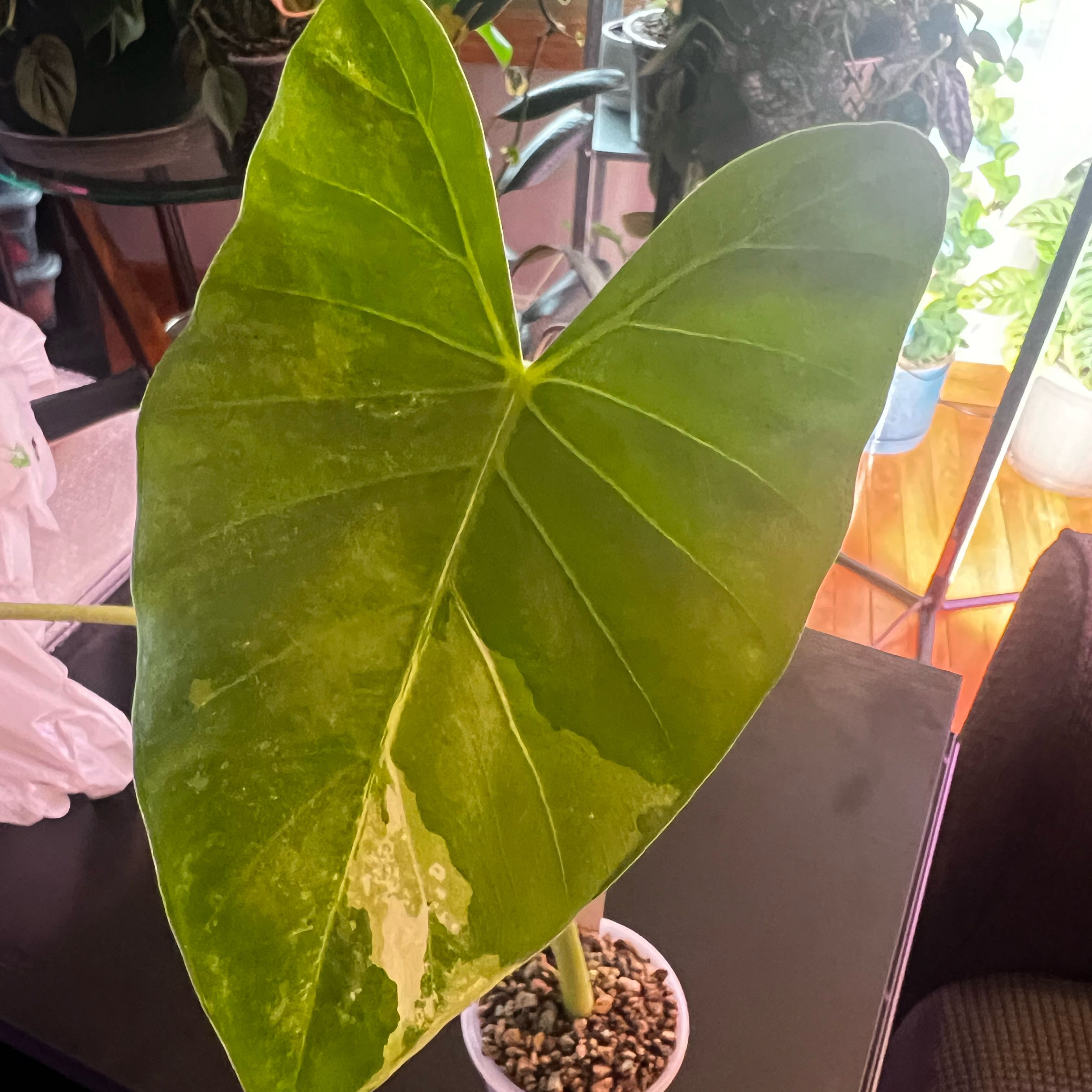 Photo of the plant species Alocasia Okinawa Silver by @ashtreeforest named Alocasia Okinawa on Greg, the plant care app