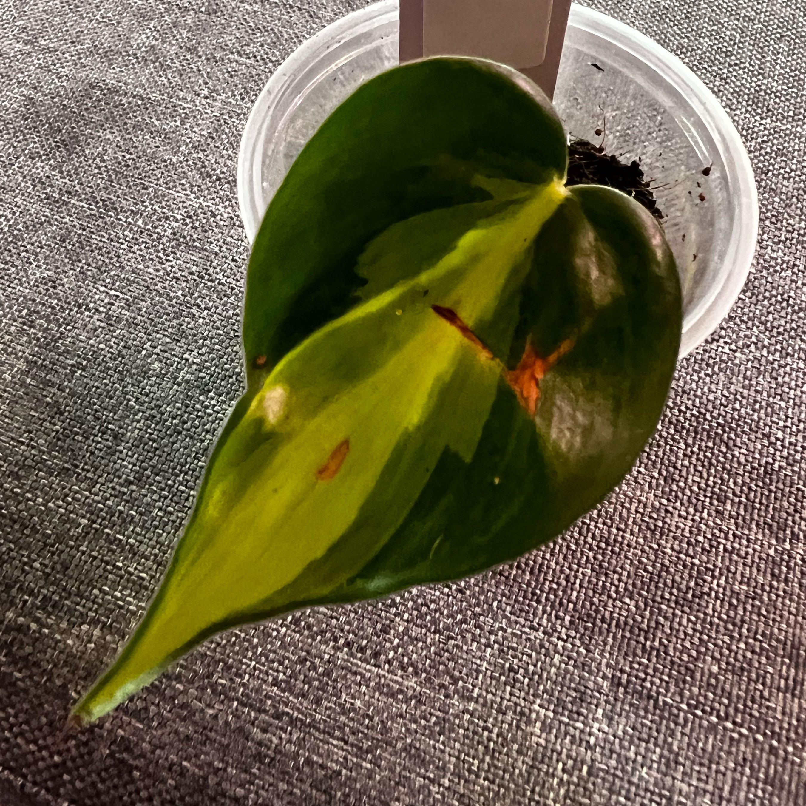 Photo of the plant species Philodendron hederaceum 'Carnival' by @ashtreeforest named Philodendron hederaceum carnival on Greg, the plant care app