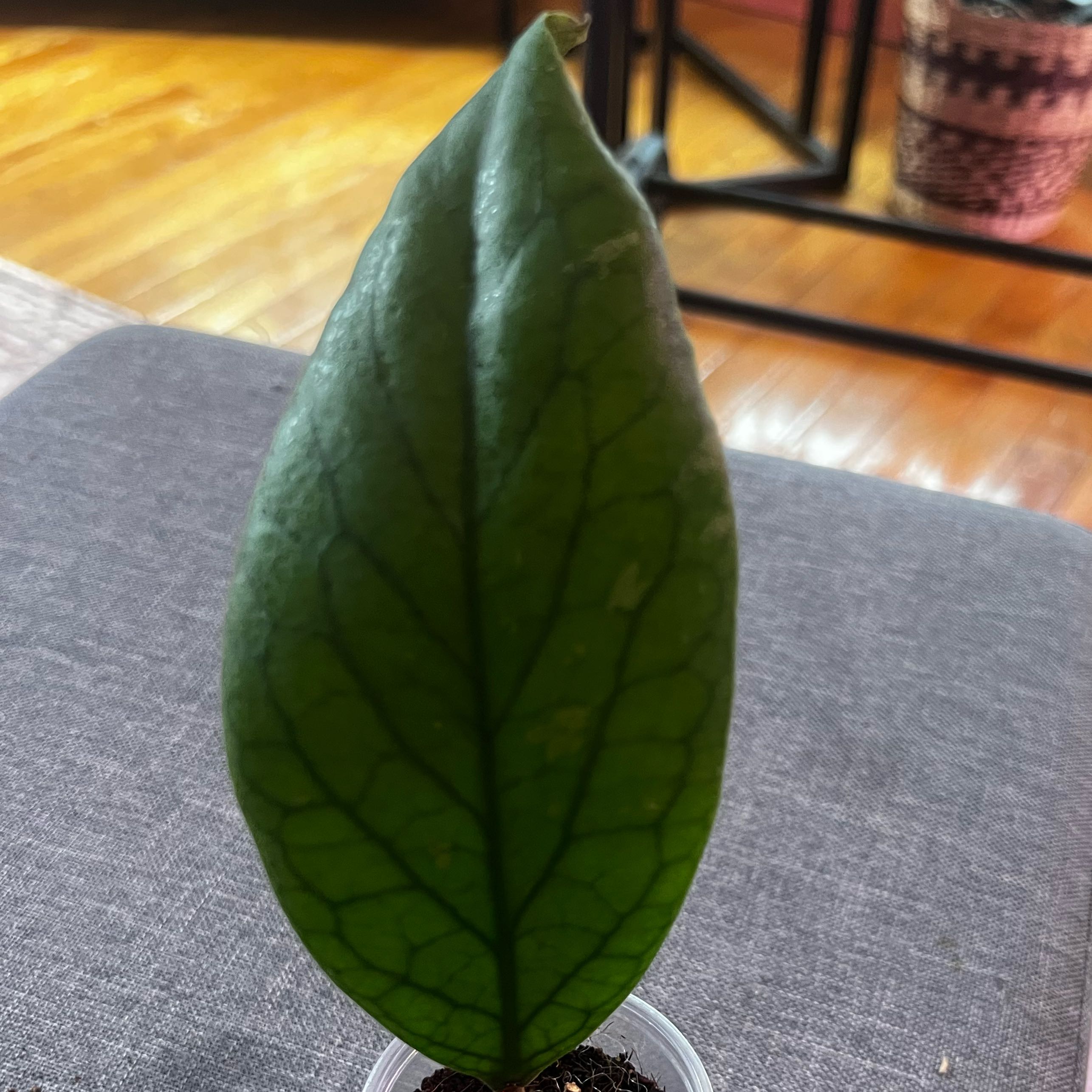 Photo of the plant species Hoya vitellinoides by @ashtreeforest named Hoya Vitellinoides on Greg, the plant care app