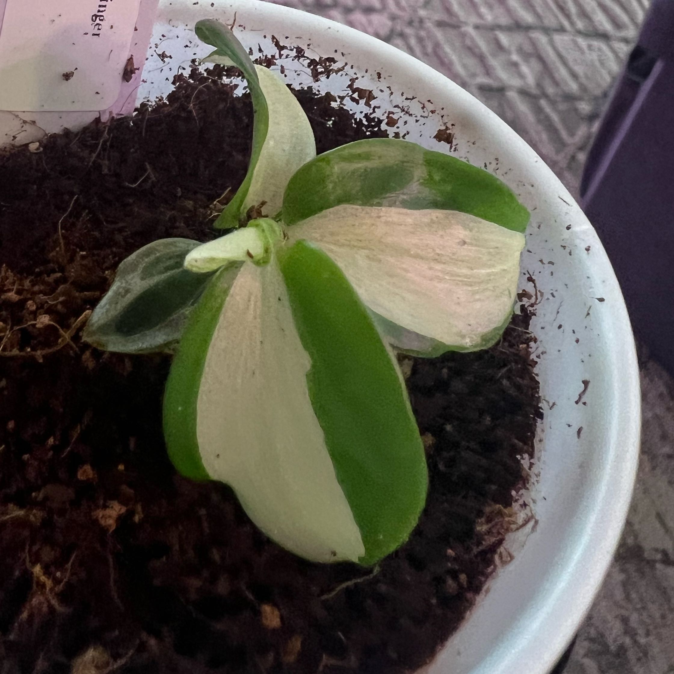 Photo of the plant species Variegated Spiral Ginger by @ashtreeforest named Spiral ginger variegated on Greg, the plant care app