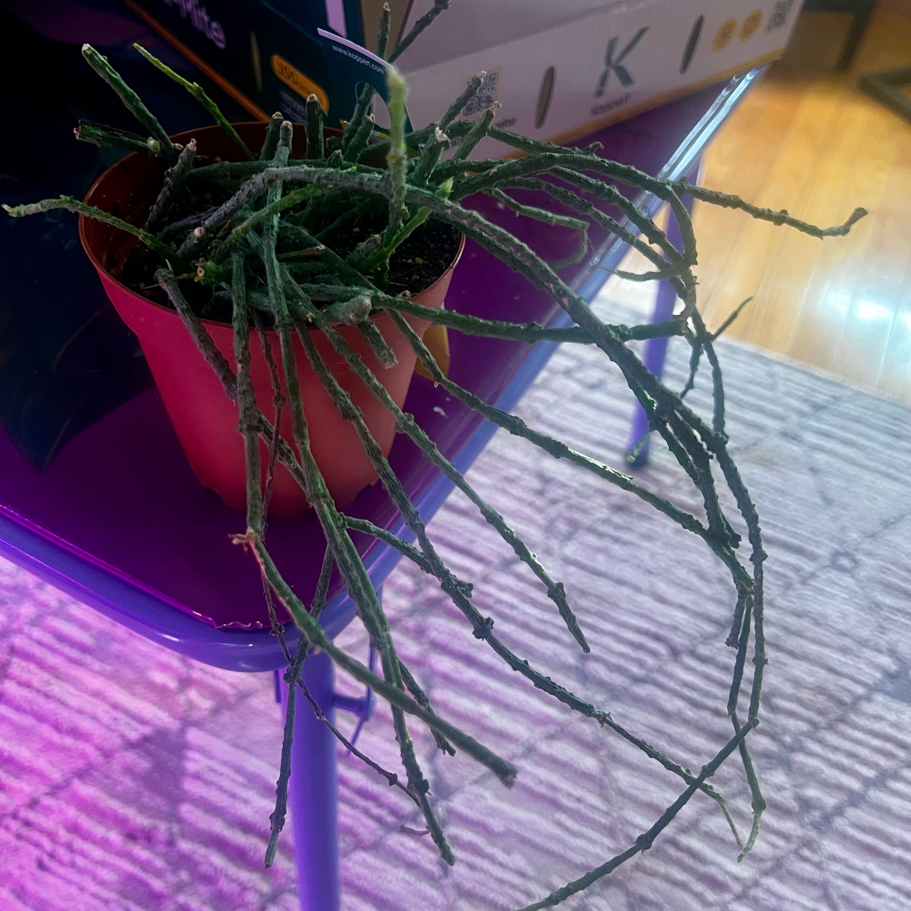 Photo of the plant species Bundle of Sticks by @ashtreeforest named Bundle of sticks on Greg, the plant care app