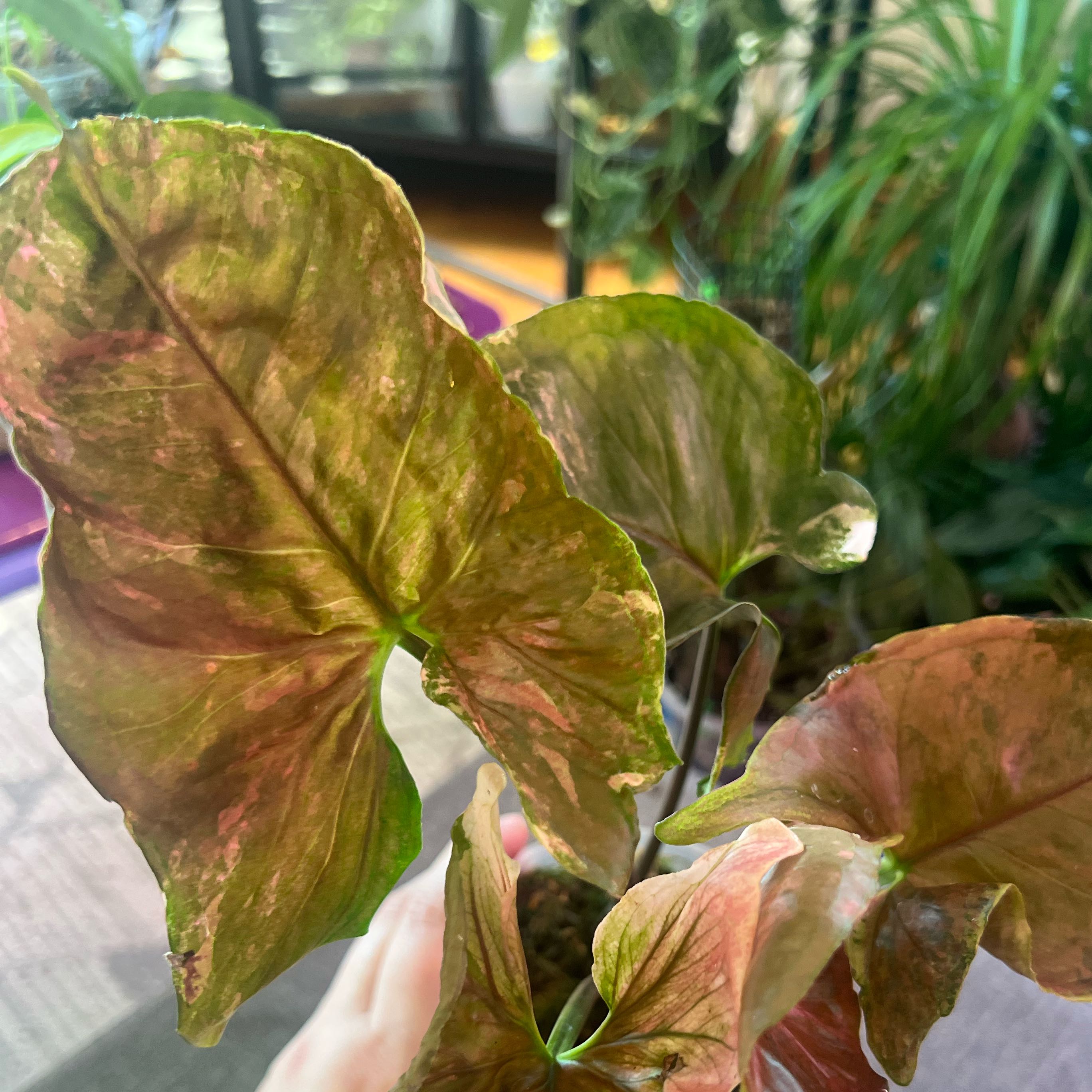 Photo of the plant species Syngonium Strawberry Ice by @ashtreeforest named Syngonium strawberry ice galaxy on Greg, the plant care app