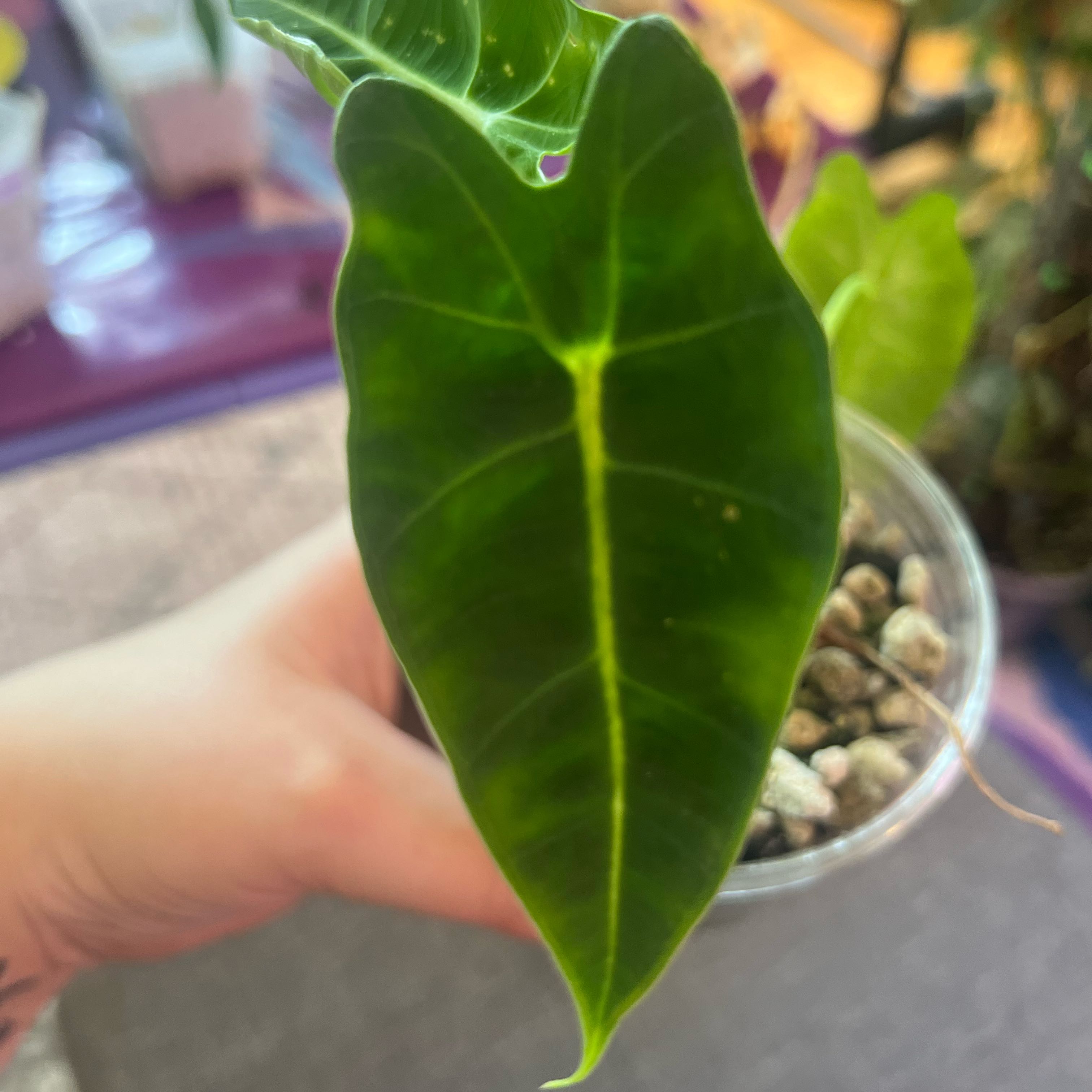 Photo of the plant species Alocasia by @ashtreeforest named Alocasia frydek on Greg, the plant care app