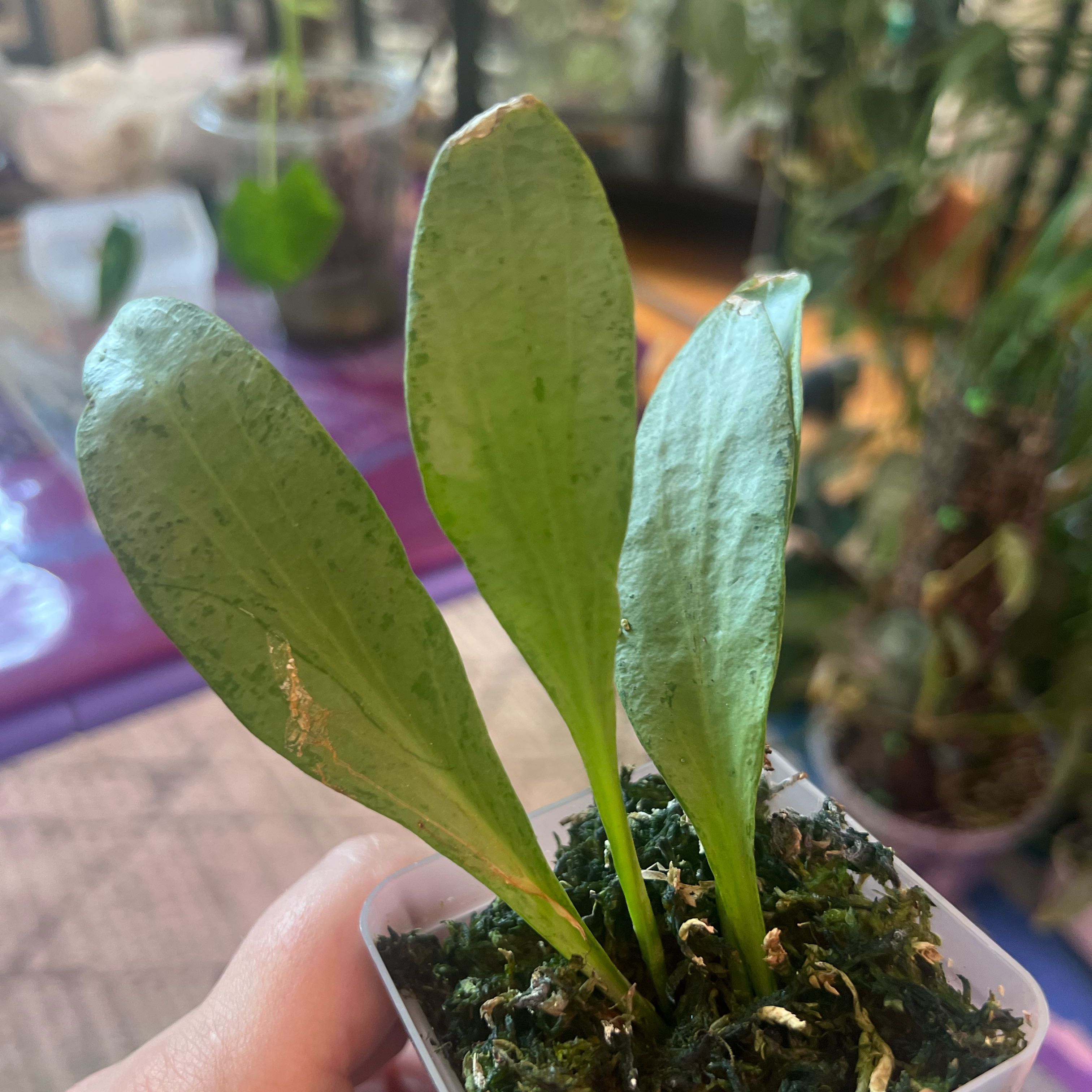Photo of the plant species Hoya 'New Guinea Ghost' by @ashtreeforest named Hoya NGG on Greg, the plant care app