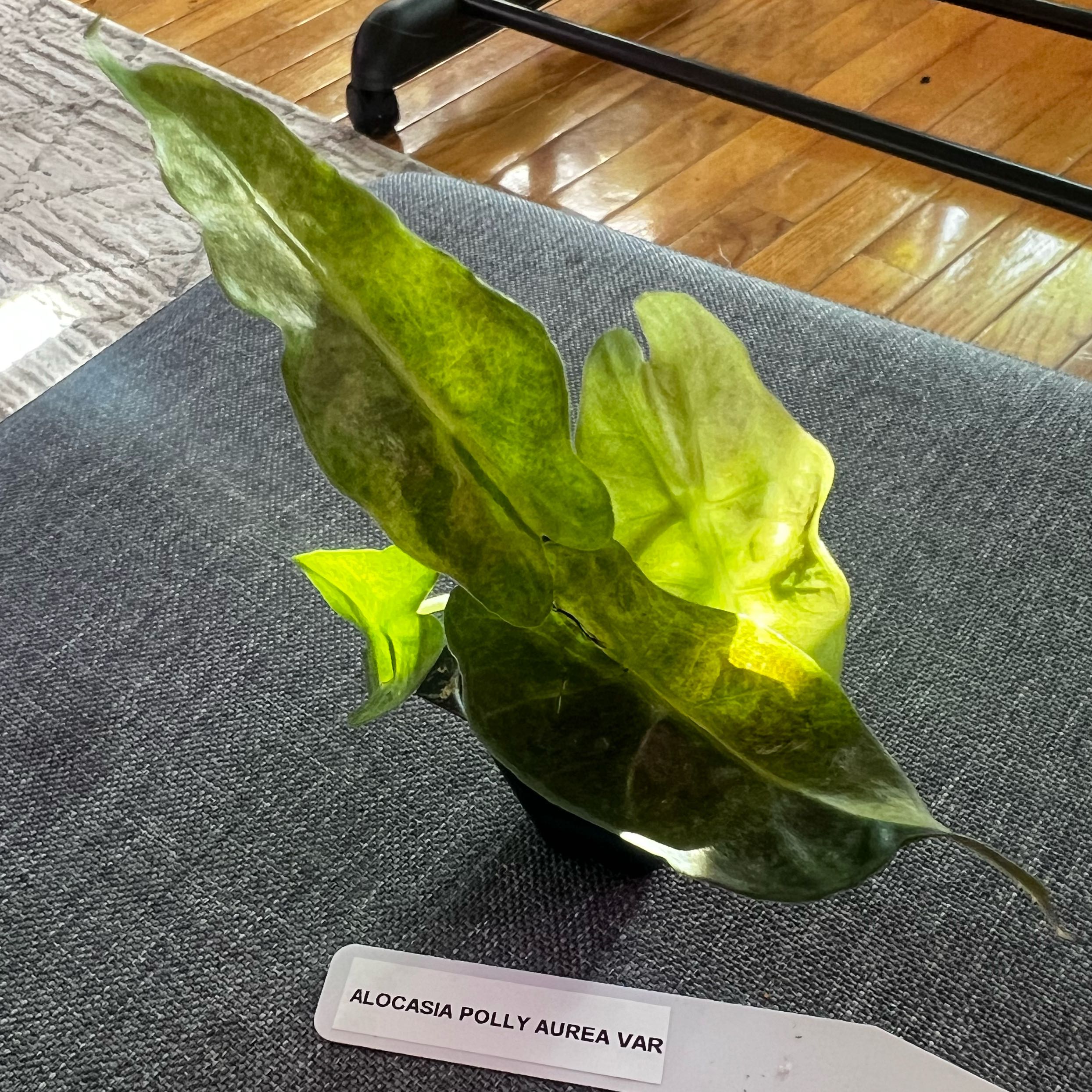 Photo of the plant species Alocasia Polly Aurea by @ashtreeforest named Alocasia Polly aurea on Greg, the plant care app