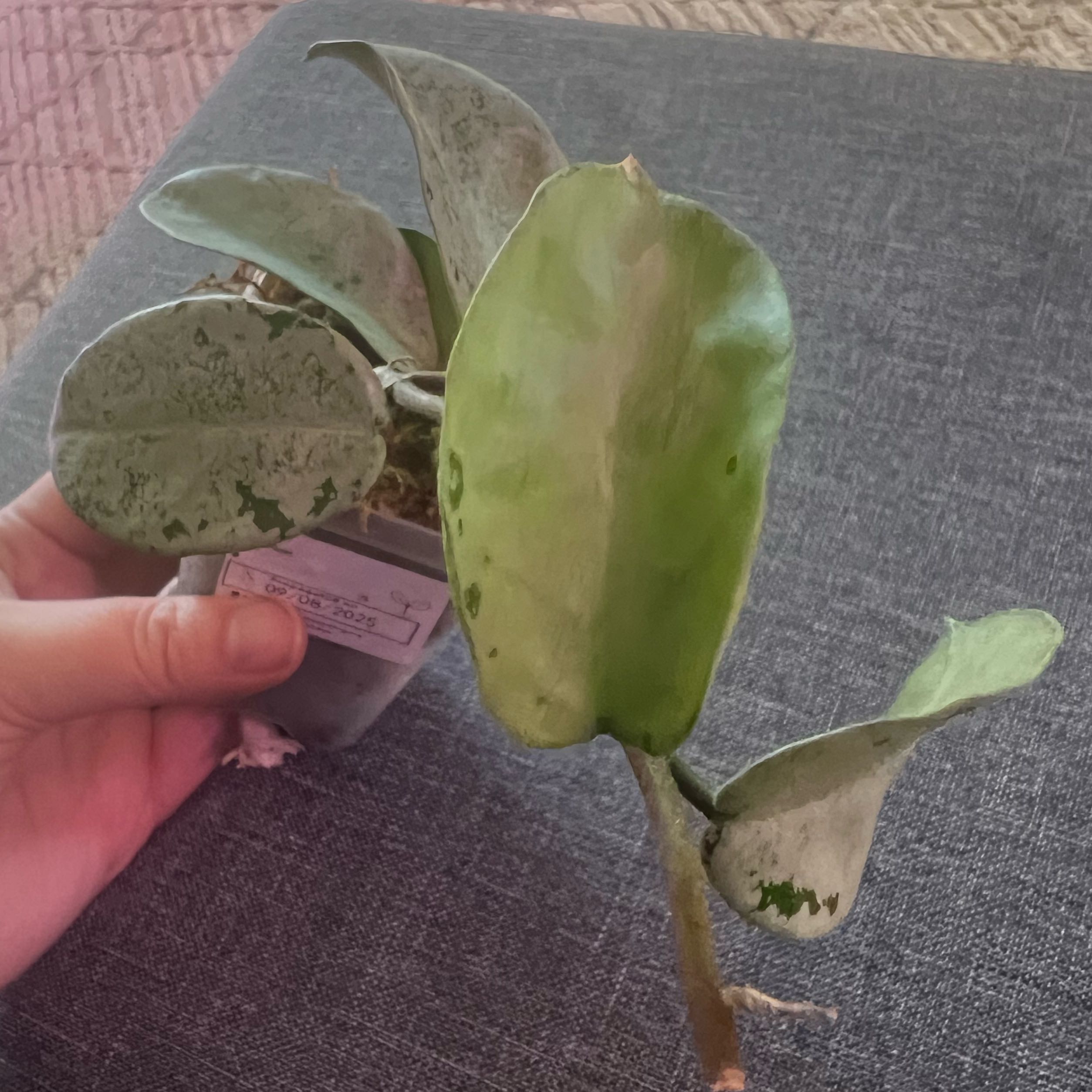 Photo of the plant species Waxplant by @ashtreeforest named Hoya Nova Ghost on Greg, the plant care app