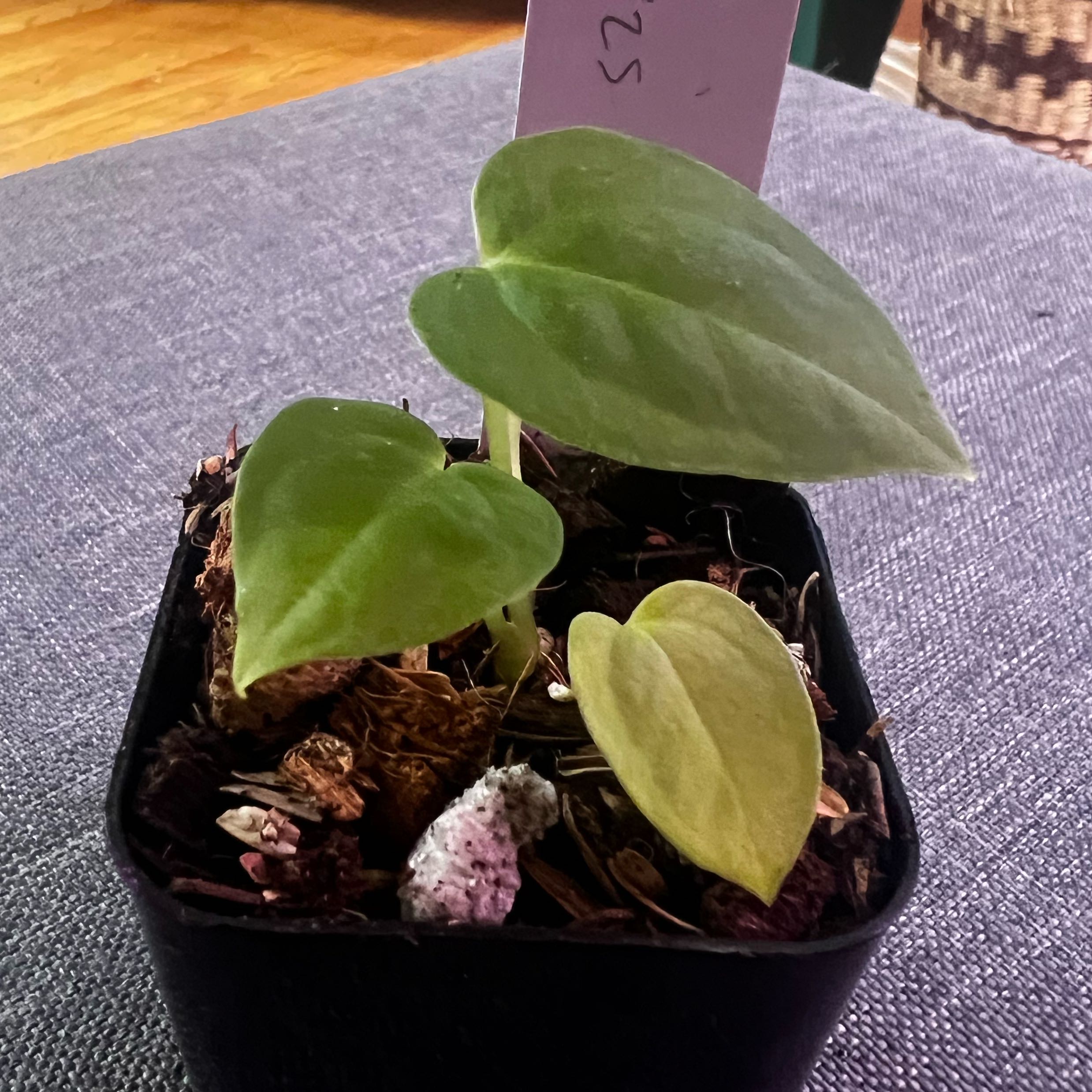 Photo of the plant species Ace Of Spades by @ashtreeforest named Anthurium AOS on Greg, the plant care app