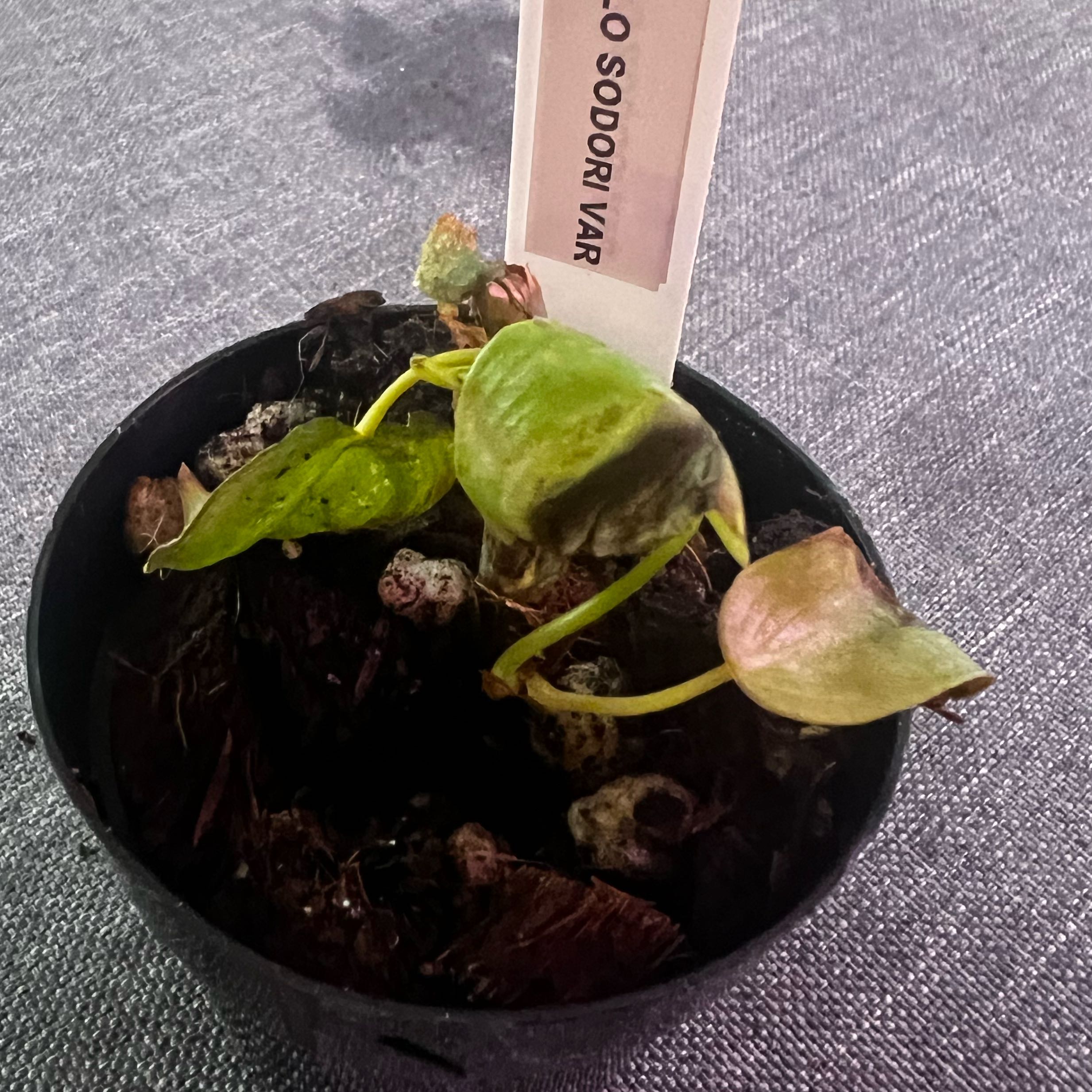 Photo of the plant species Philodendron sodiroi 'Variegata' by @ashtreeforest named Philodendron sodiroi var rehab on Greg, the plant care app
