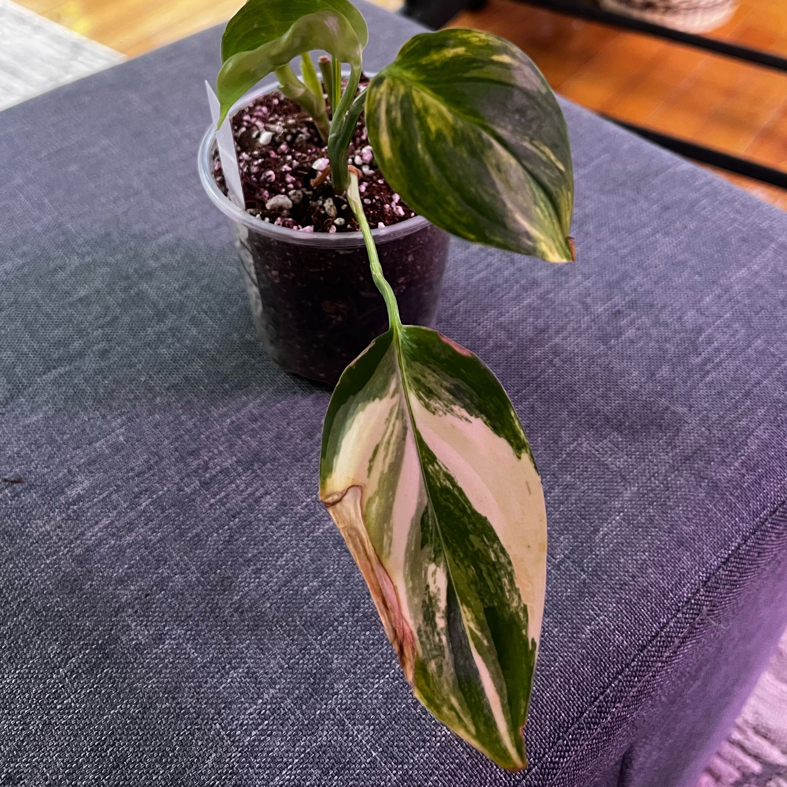 Photo of the plant species Blue Aurea Pothos by @ashtreeforest named Scindapsus blue aurea on Greg, the plant care app