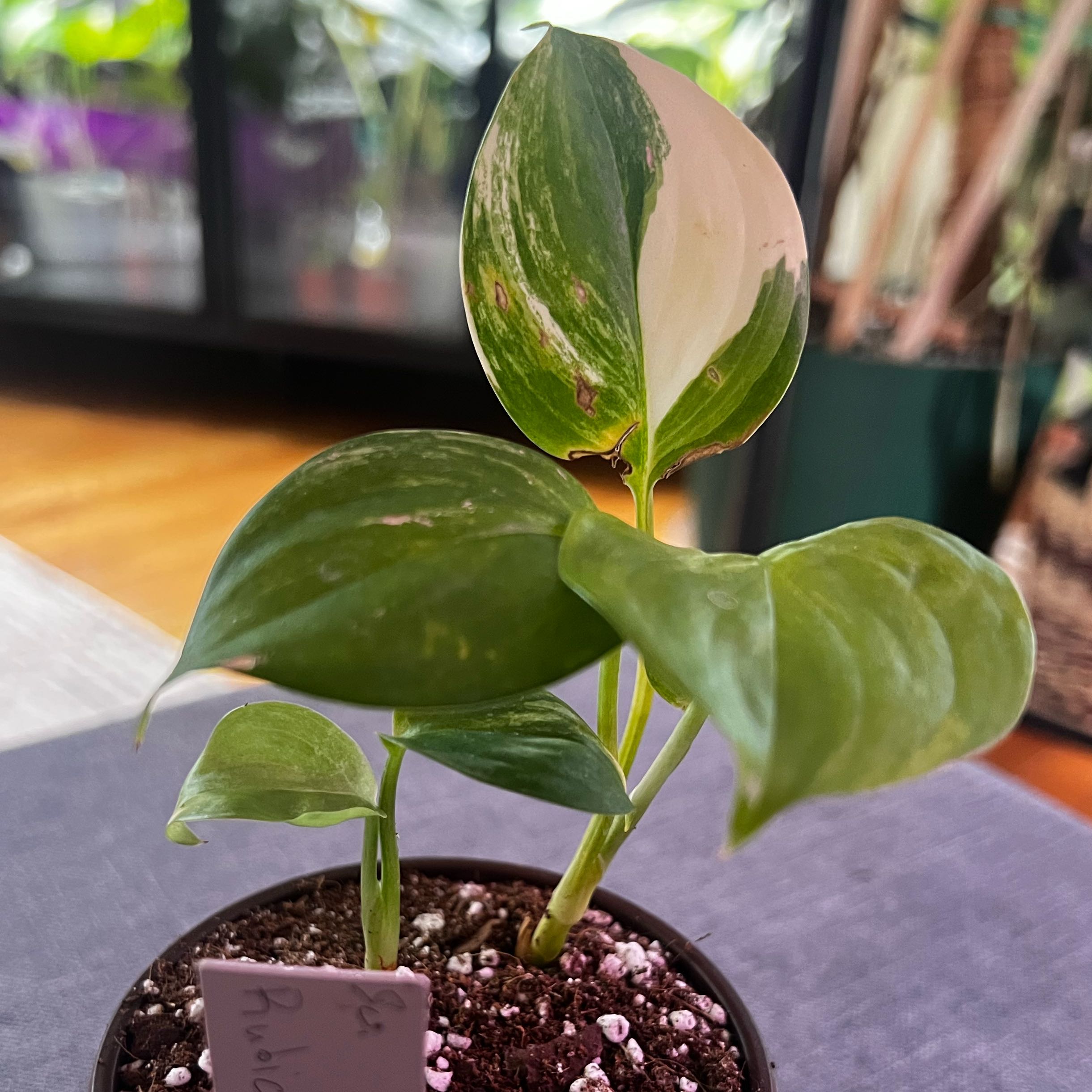 Photo of the plant species Scindapsus pictus 'Rubicon Variegata' by @ashtreeforest named Scindapsus rubicon aurea on Greg, the plant care app