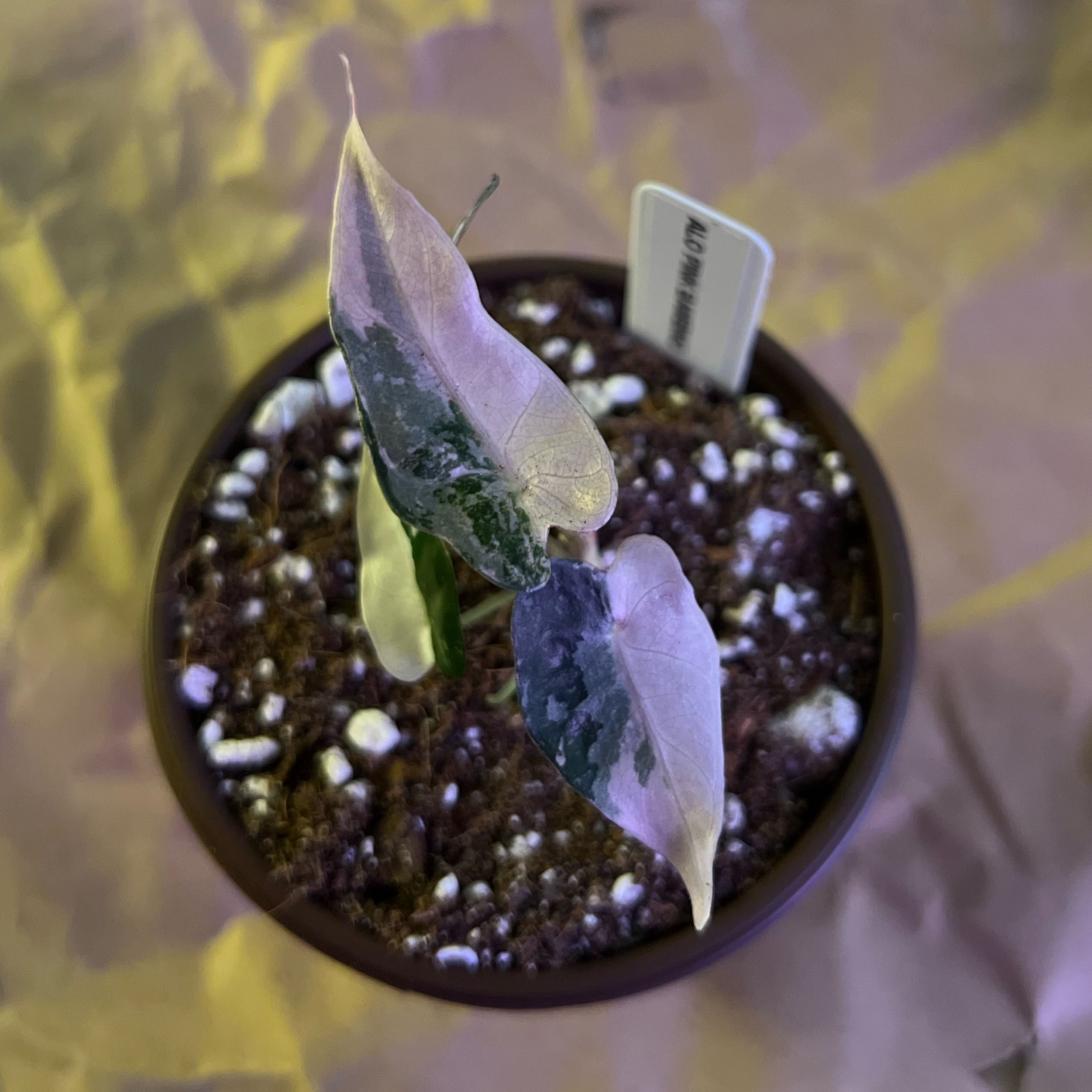 Photo of the plant species Alocasia Pink Bambino by @ashtreeforest named Alocasia pink bambino on Greg, the plant care app