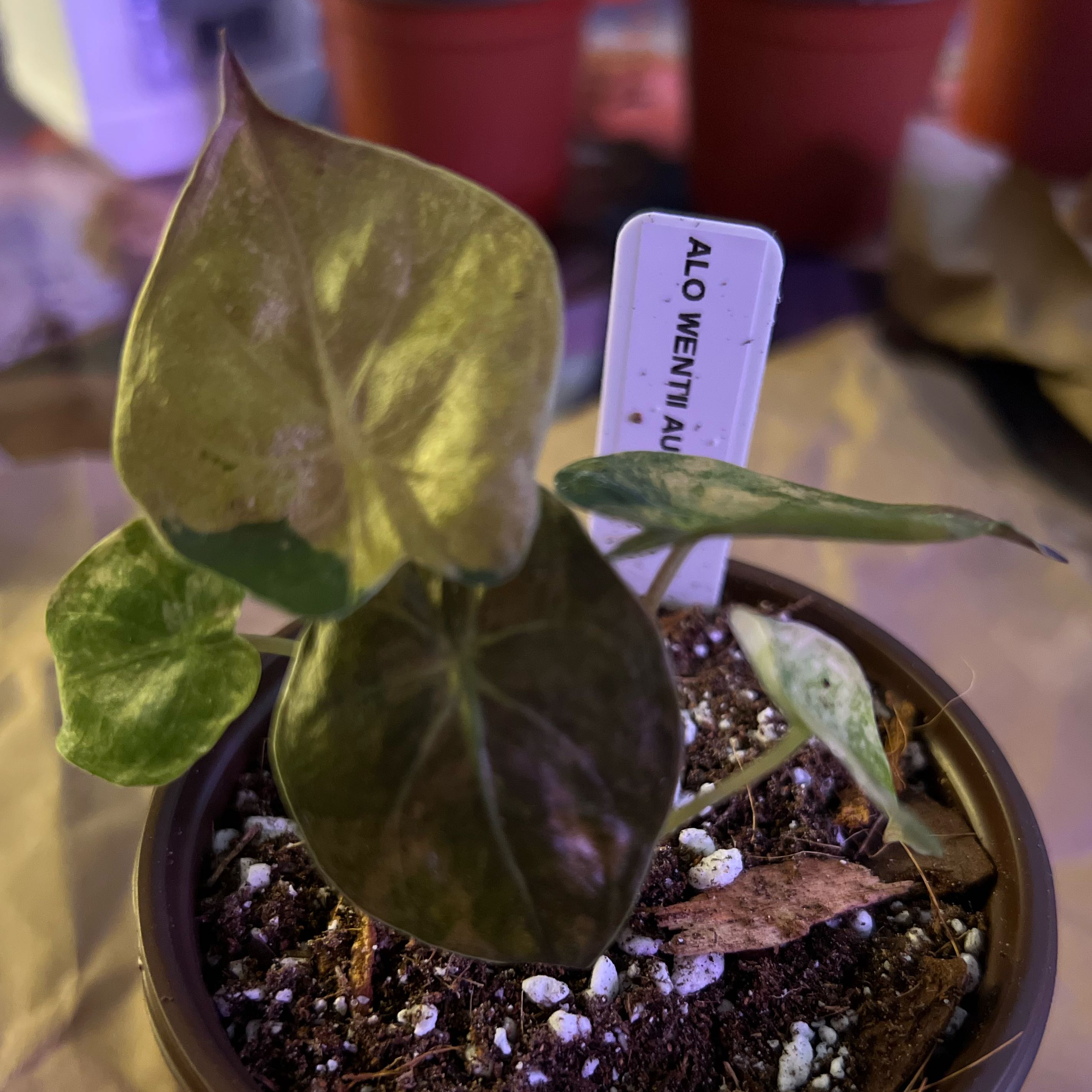Photo of the plant species Alocasia Wentii Sunset by @ashtreeforest named Alocasia wentii aurea on Greg, the plant care app