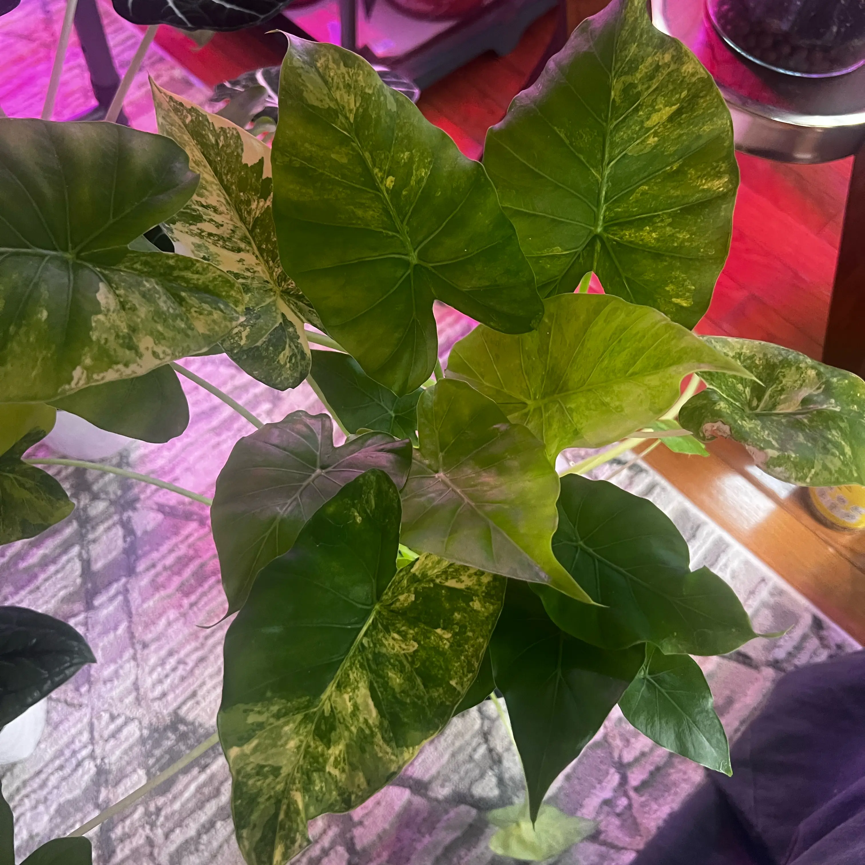 Photo of the plant species Alocasia Odora Variegated Aurea by @ashtreeforest named Alocasia odora aurea on Greg, the plant care app